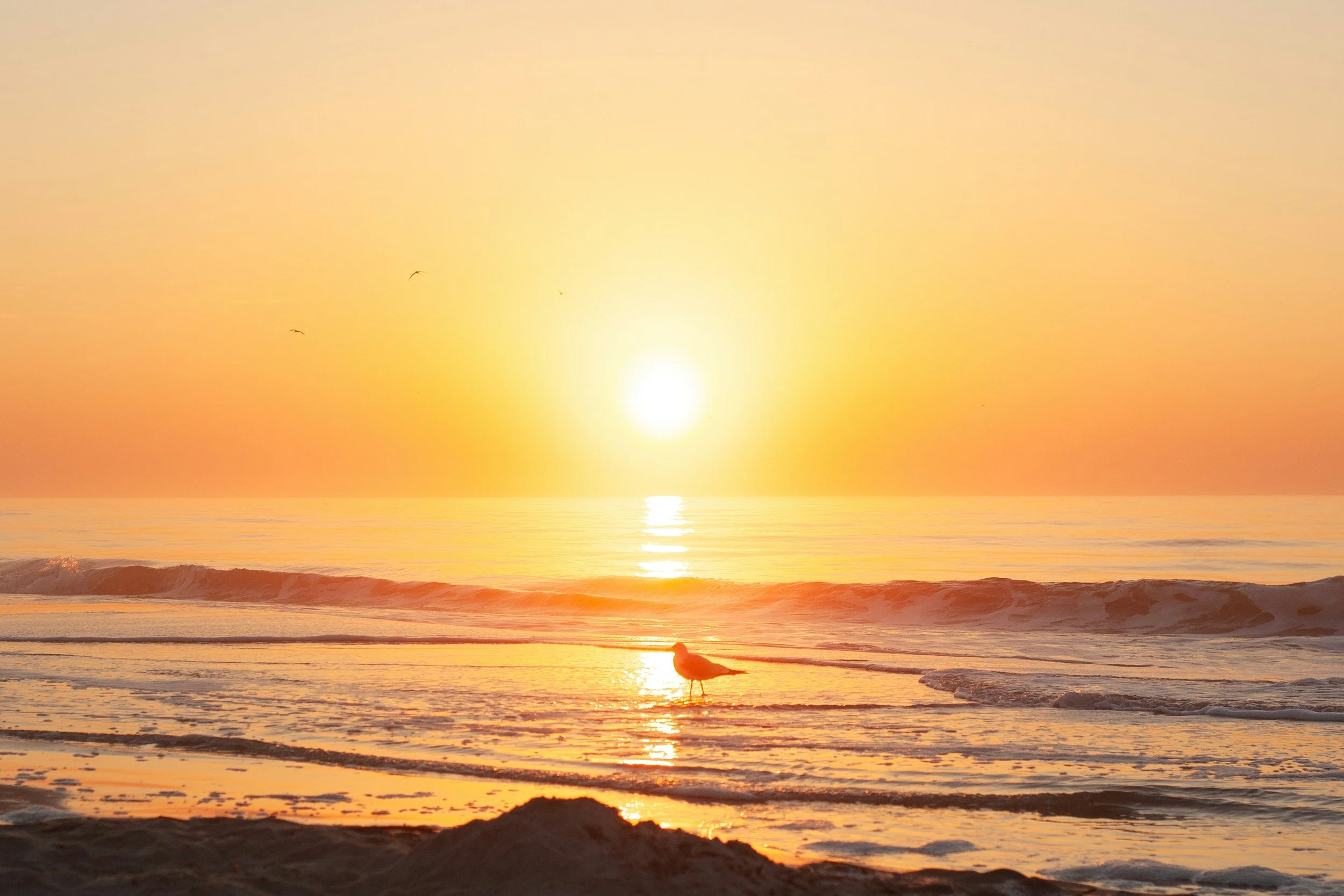 Sunset over the ocean with a seagull standing on the wet sand and a few birds flying in the sky.