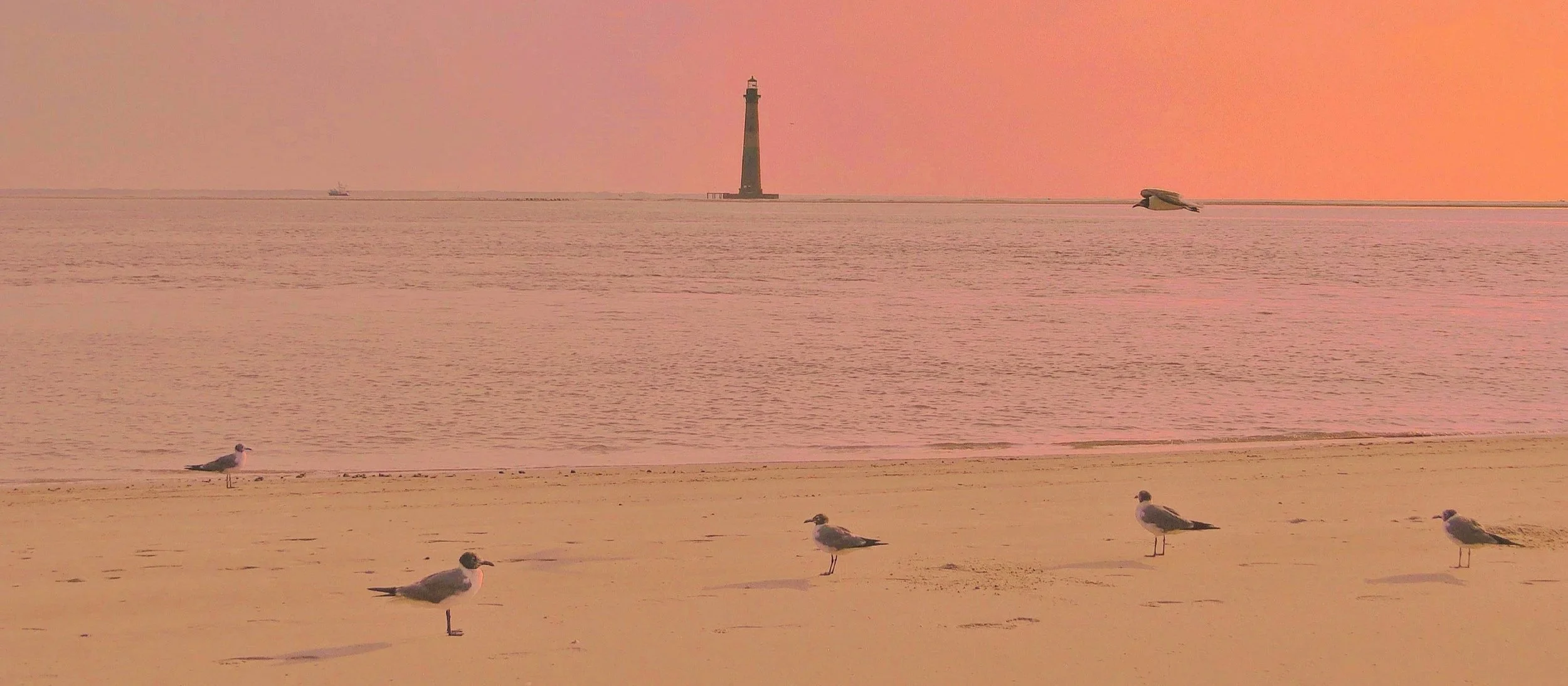 Morris Island Lighthouse in the distance with seagulls on Folly Beach and in the air.