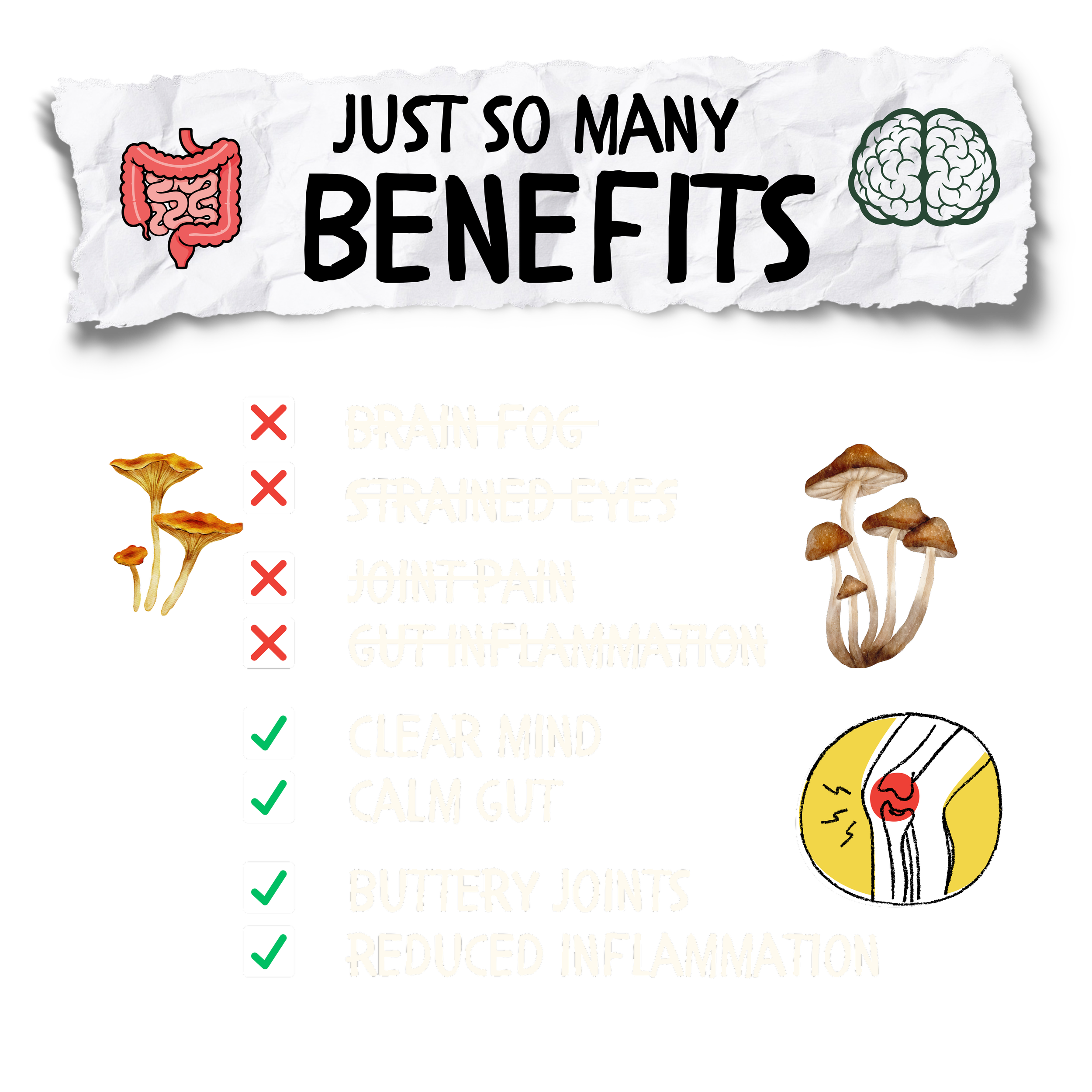 Website Transparent JSMB.png