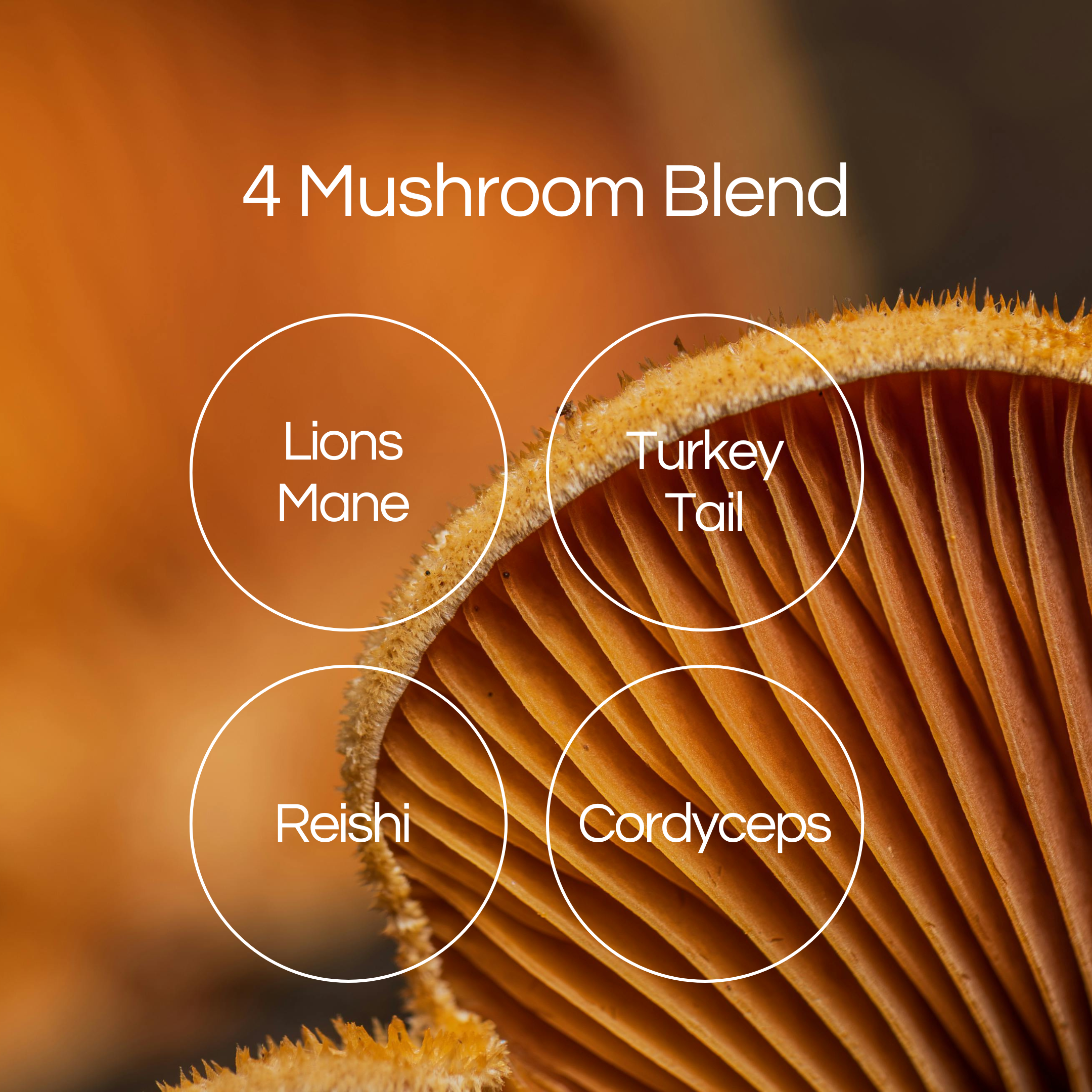 4 Mushroom Blend Amazon Picture #5-2.png
