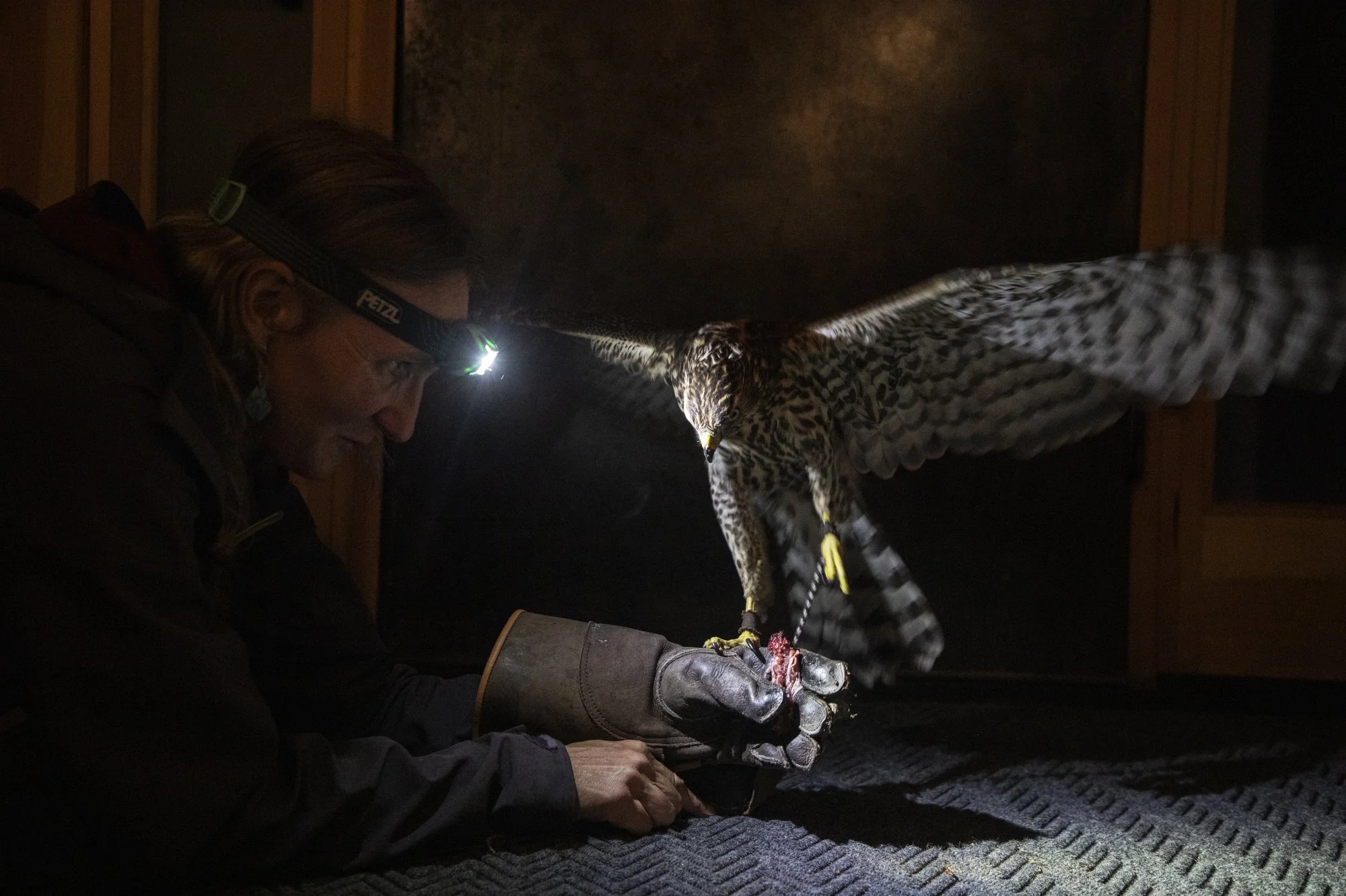 @brooklynwarren-Goshawk-8-31-25-0022 copy.JPG