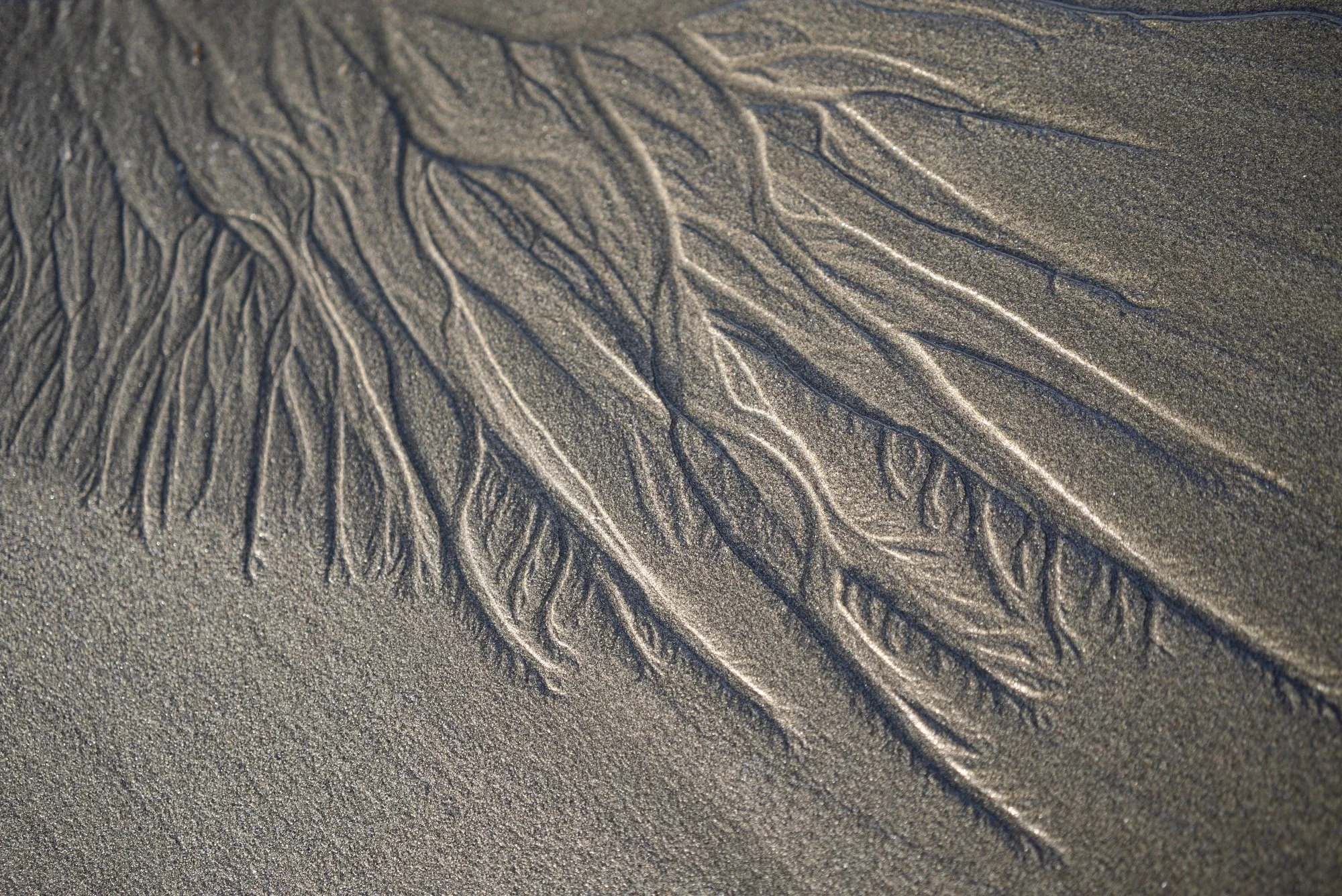 12-22-16LaPush-Brooke Warren171.JPG