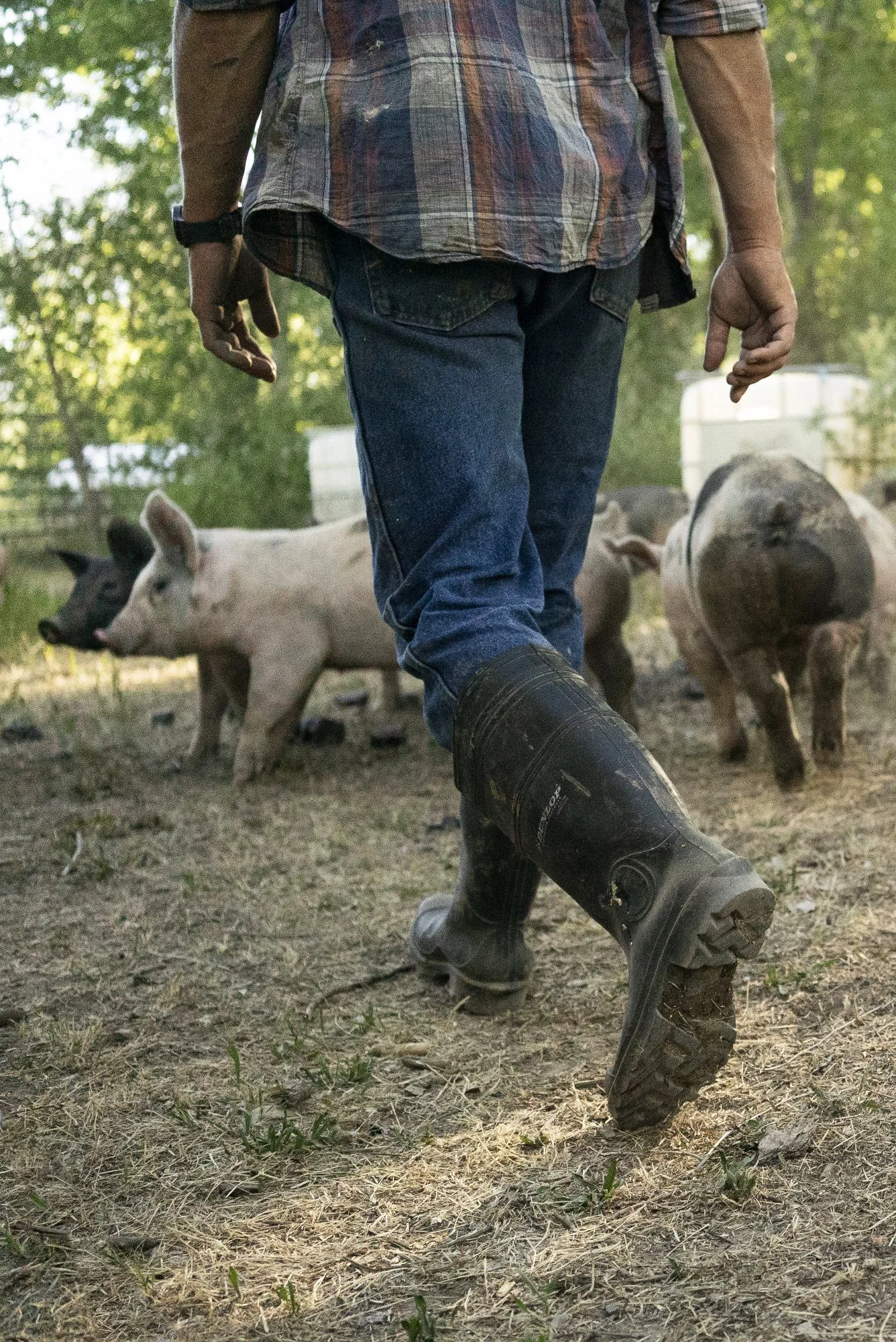 6-13-17PigFarm-Brooke Warren589.JPG