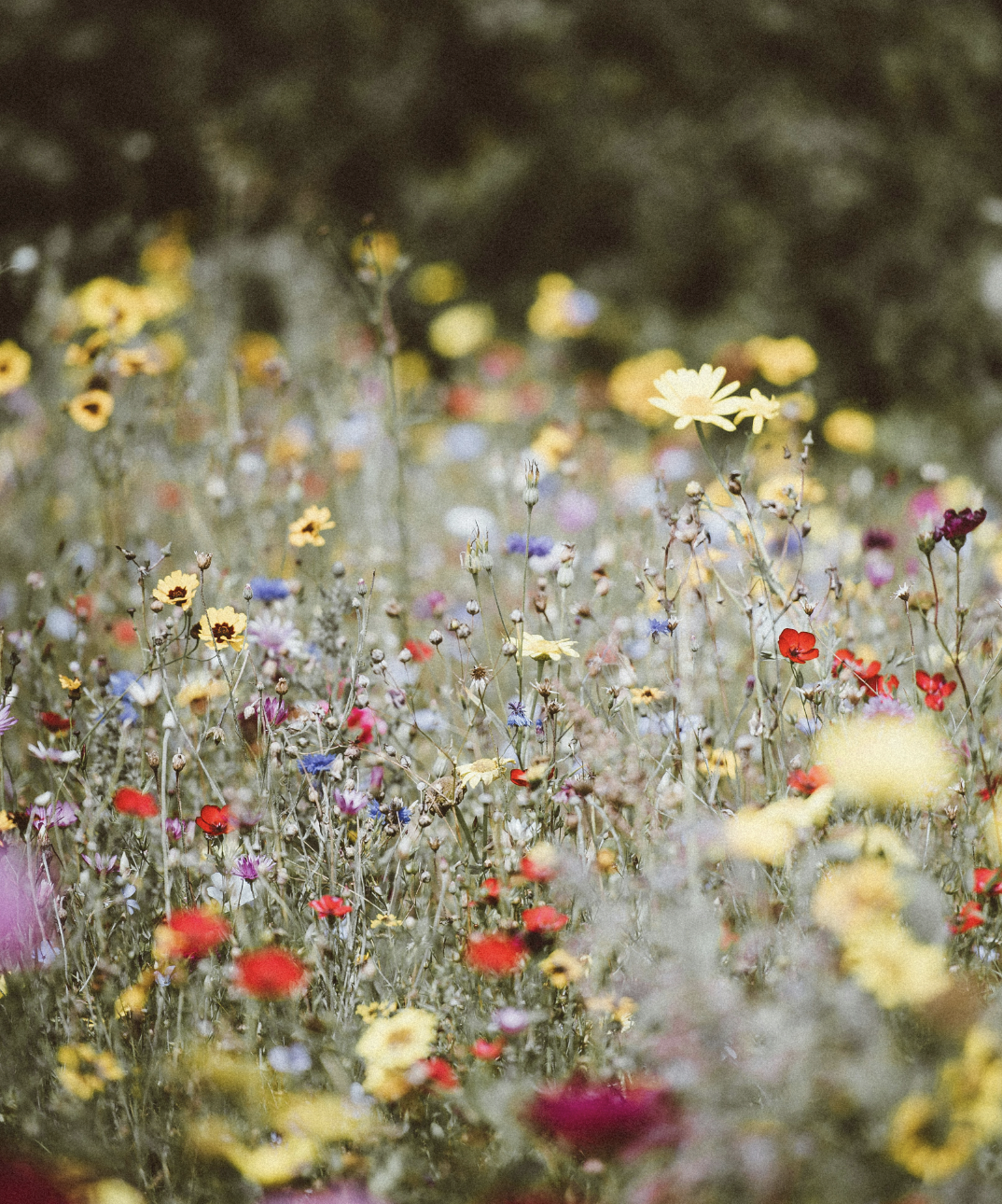 Field of wildflowers