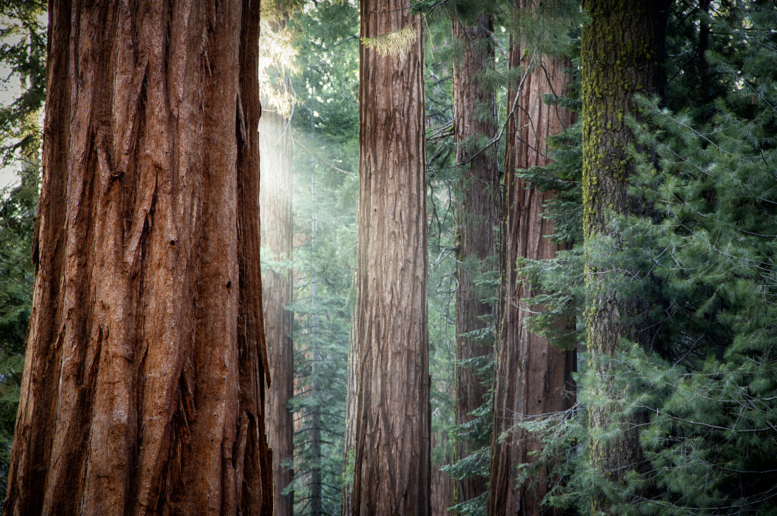 A forest scene with tall redwood trees and green foliage, sunlight filtering through the trees.