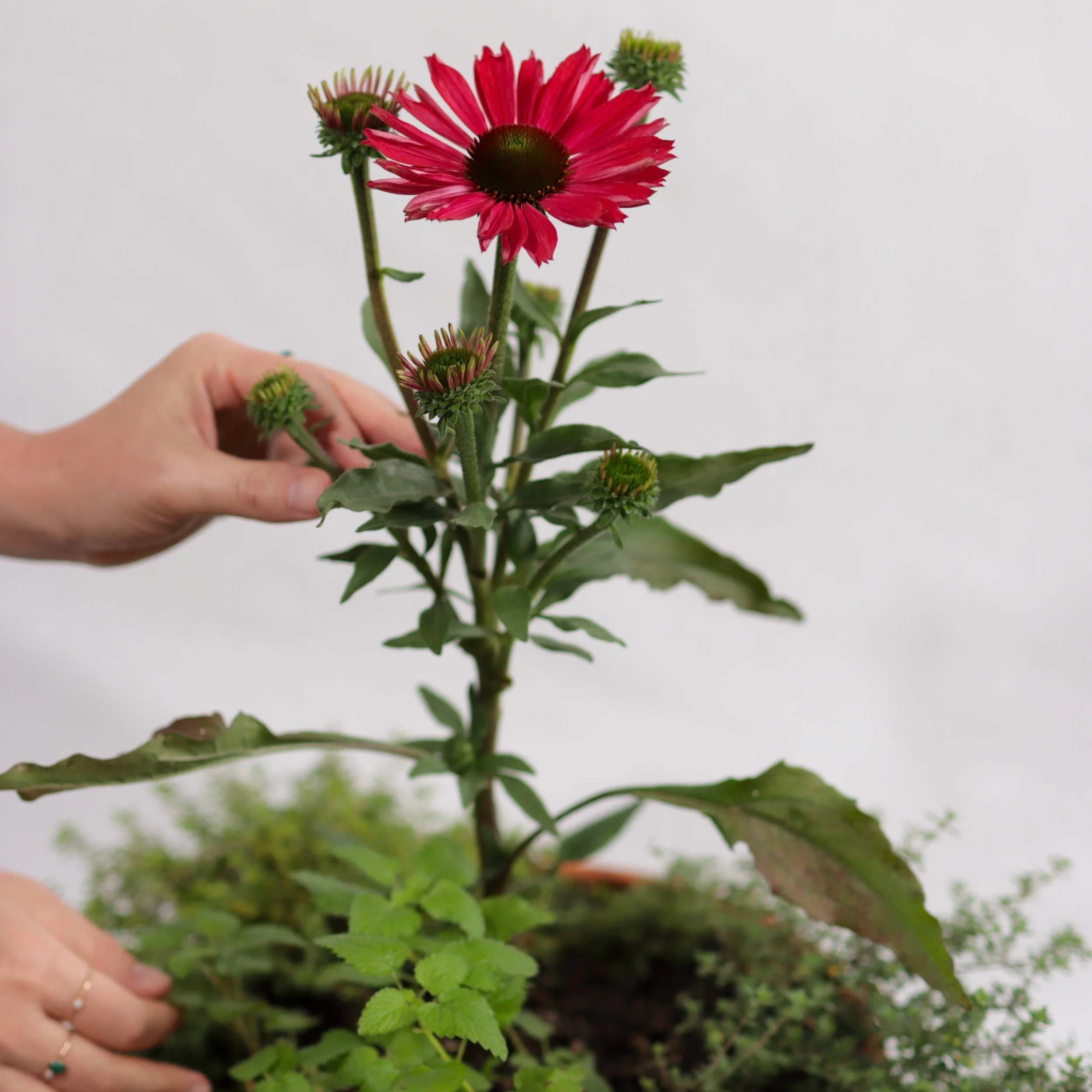 Healing Herb Potting Workshop