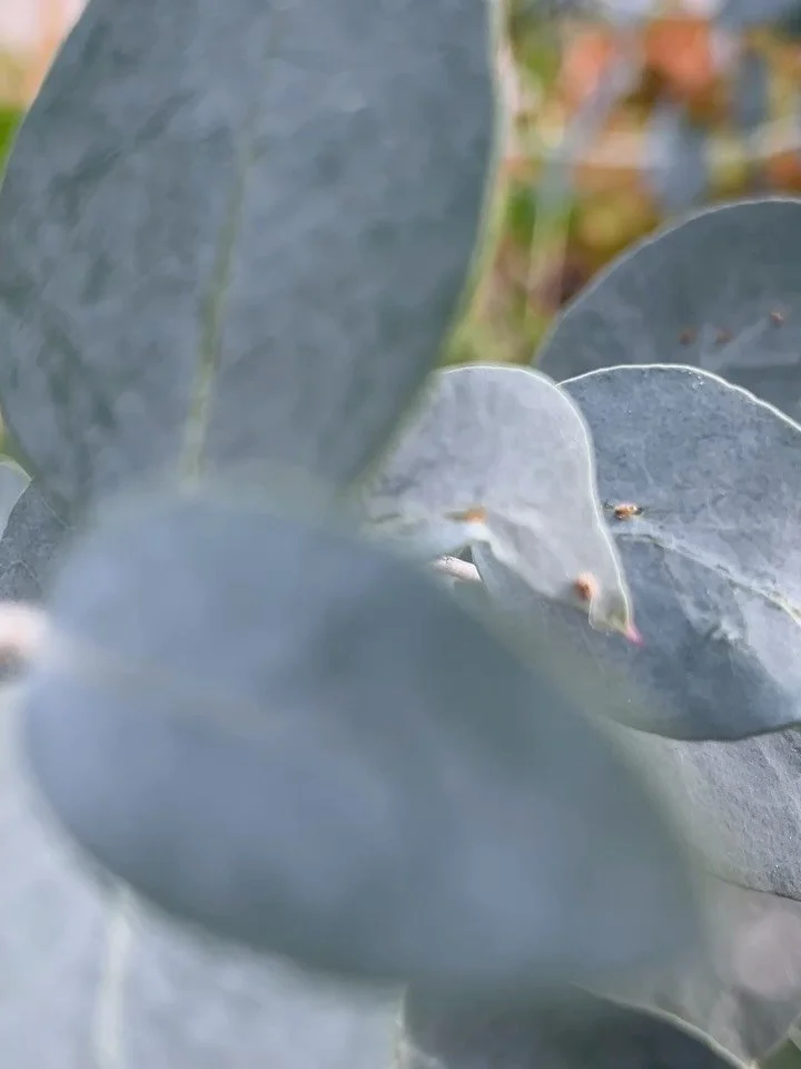 I started hand pollinating my pattypan squash at the beginning of September, and what a difference it&rsquo;s made. I now have more fruit growing than male blooms to pollinate them!

If your finding your squash, cucumber, or melon plants are rotting 