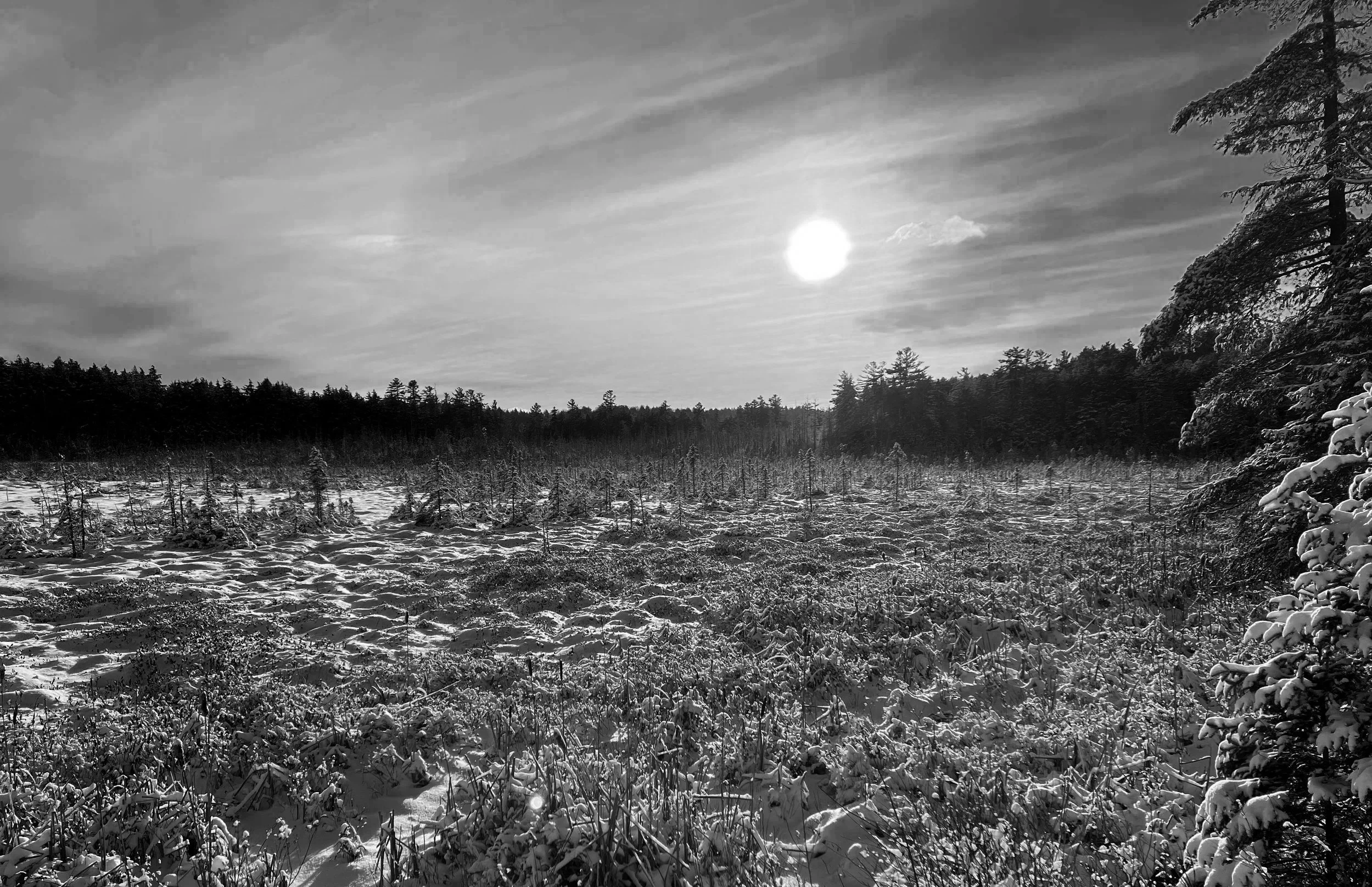 Black and white photo of a snow-covered marsh with tamarack trees, a line of taller trees in the background, and a partly cloudy sky with the sun shining.