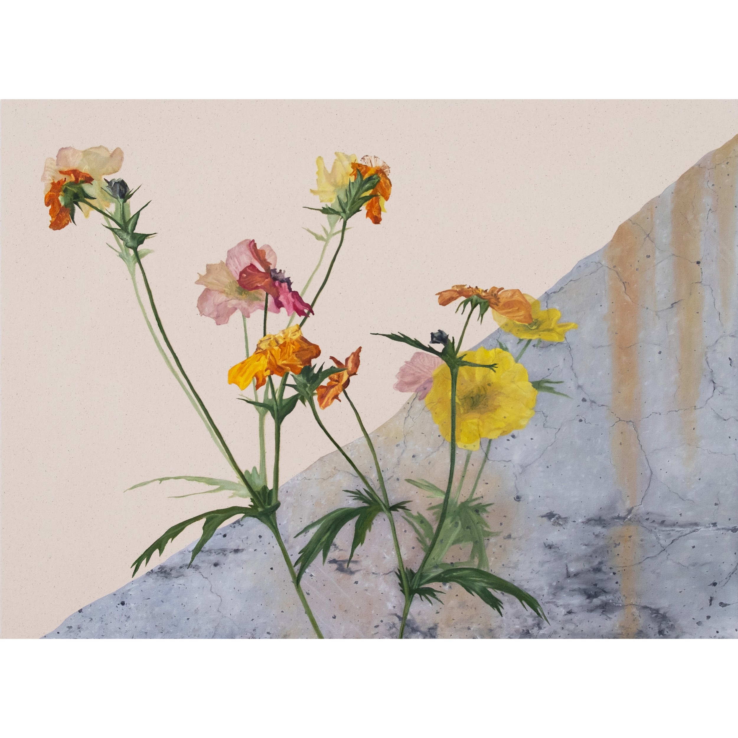 Will Brown, Concrete / Flowers with Time, 22 x 30in
