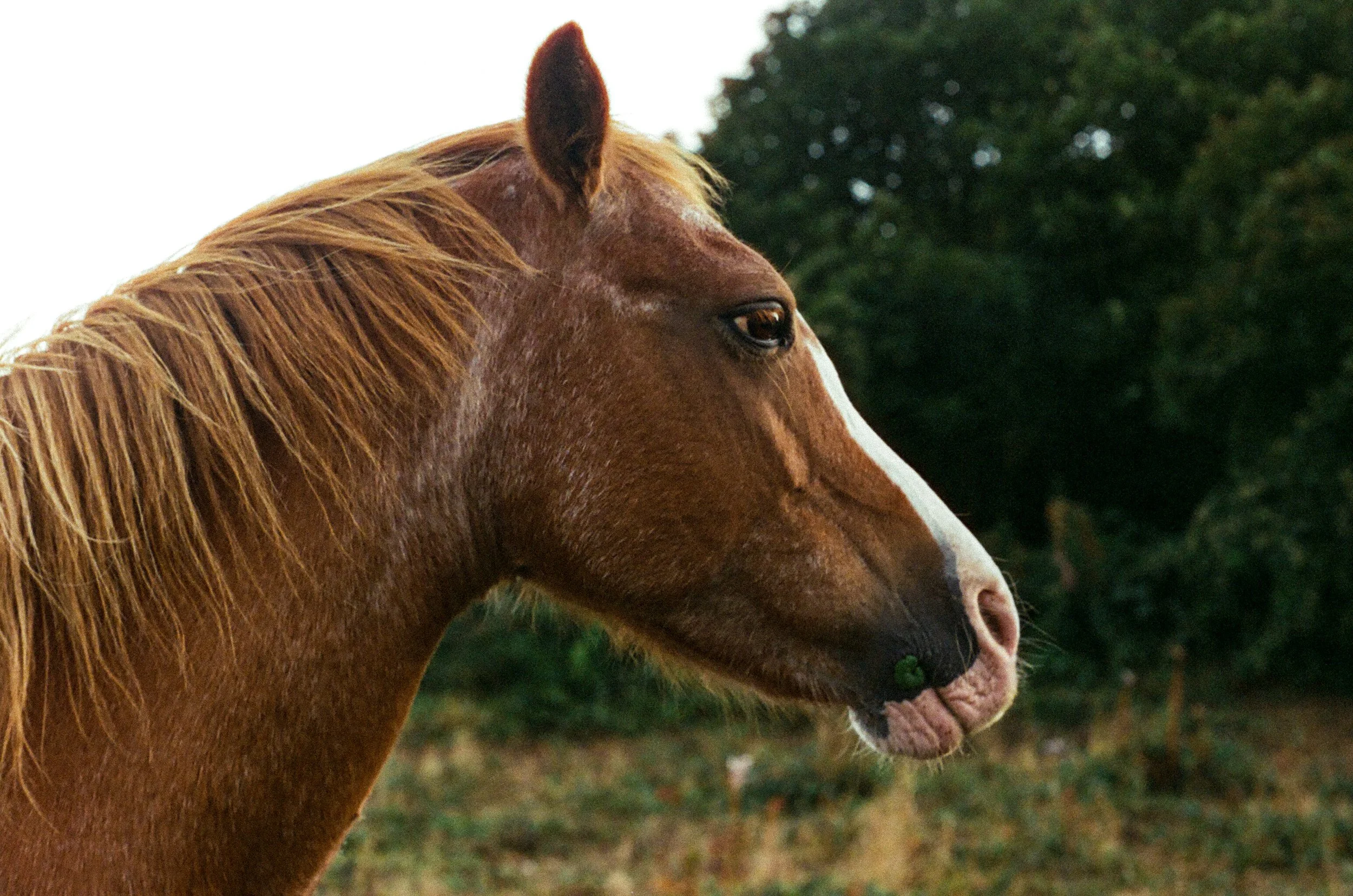 The Seven Sisters, UK