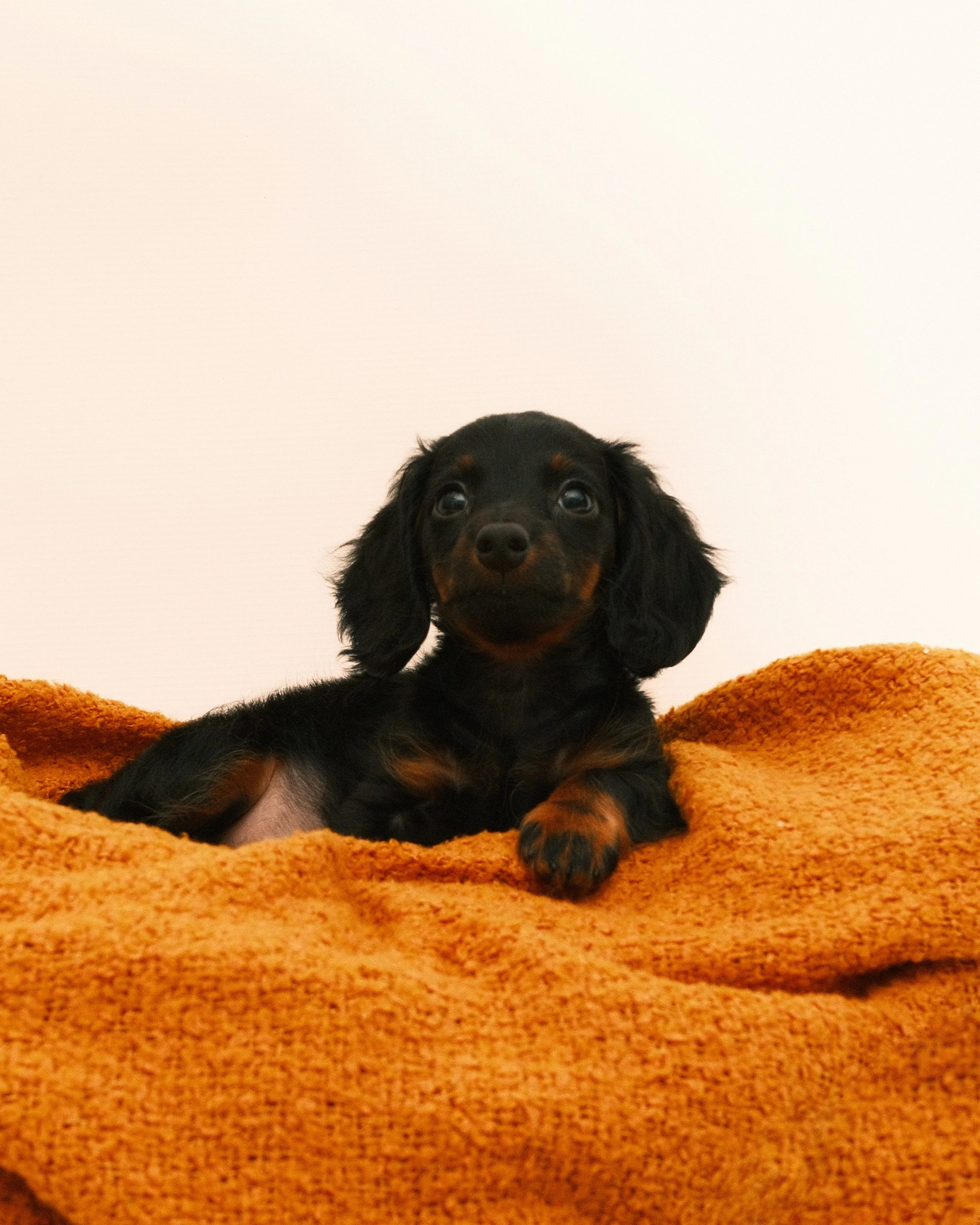 Cute black and tan dachshund puppy lying on an orange blanket against a plain white wall.