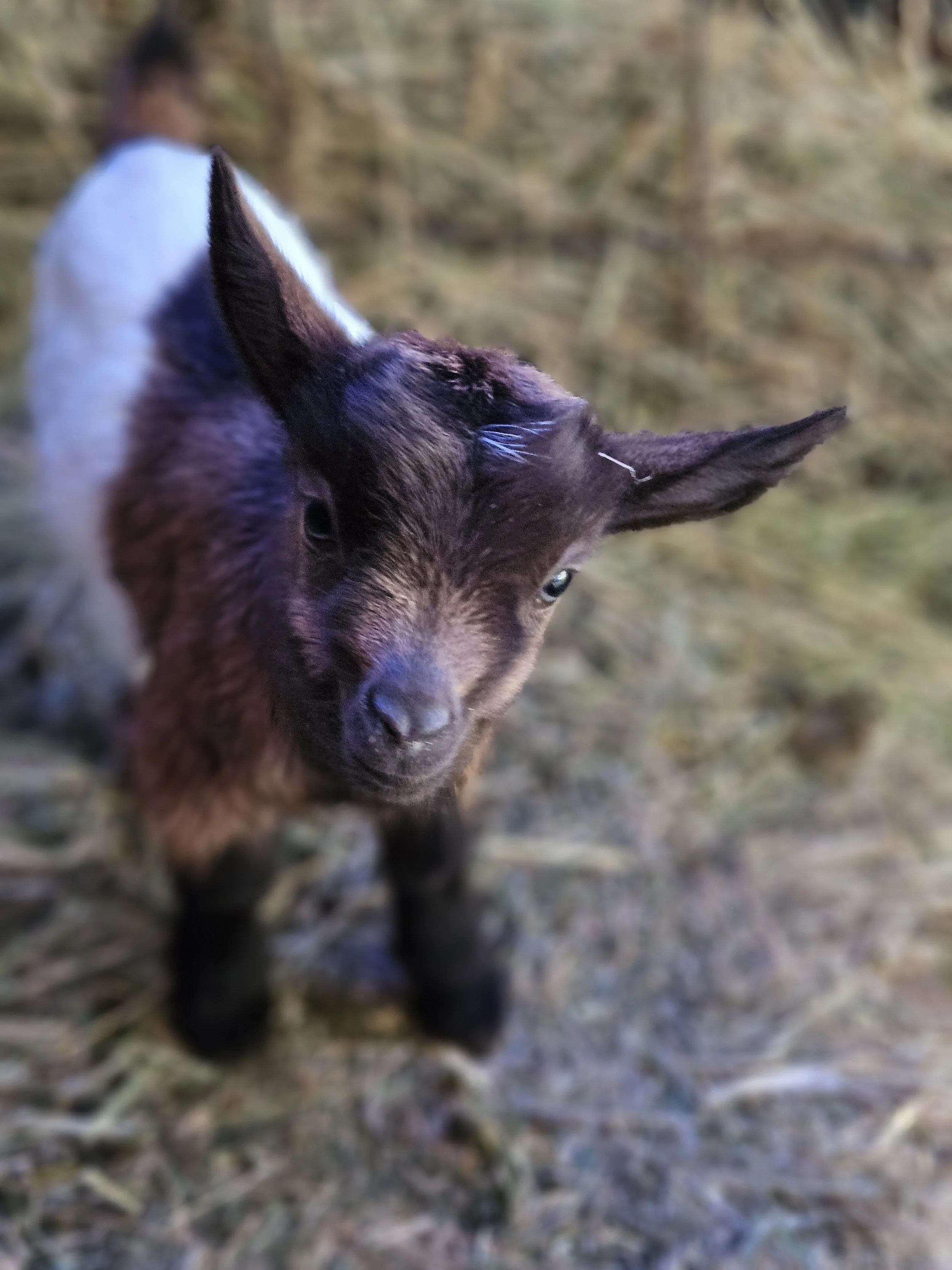 A small brown, white and black baby goat standing on a grassy ground . The prototype for Maybelline.