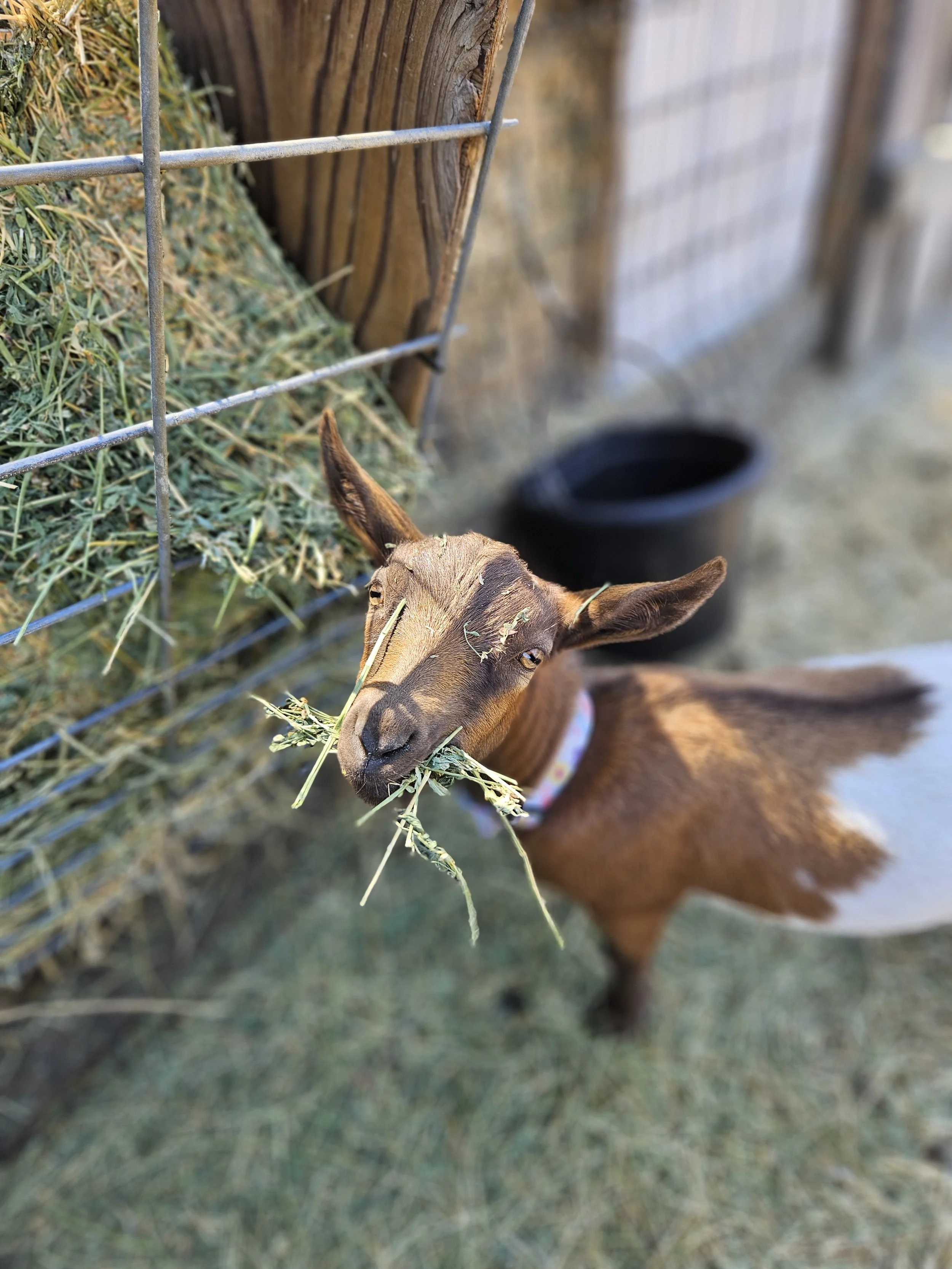 The model for Maybelline is this small brown and white goat with large ears eating hay through a wire fence at a farm.