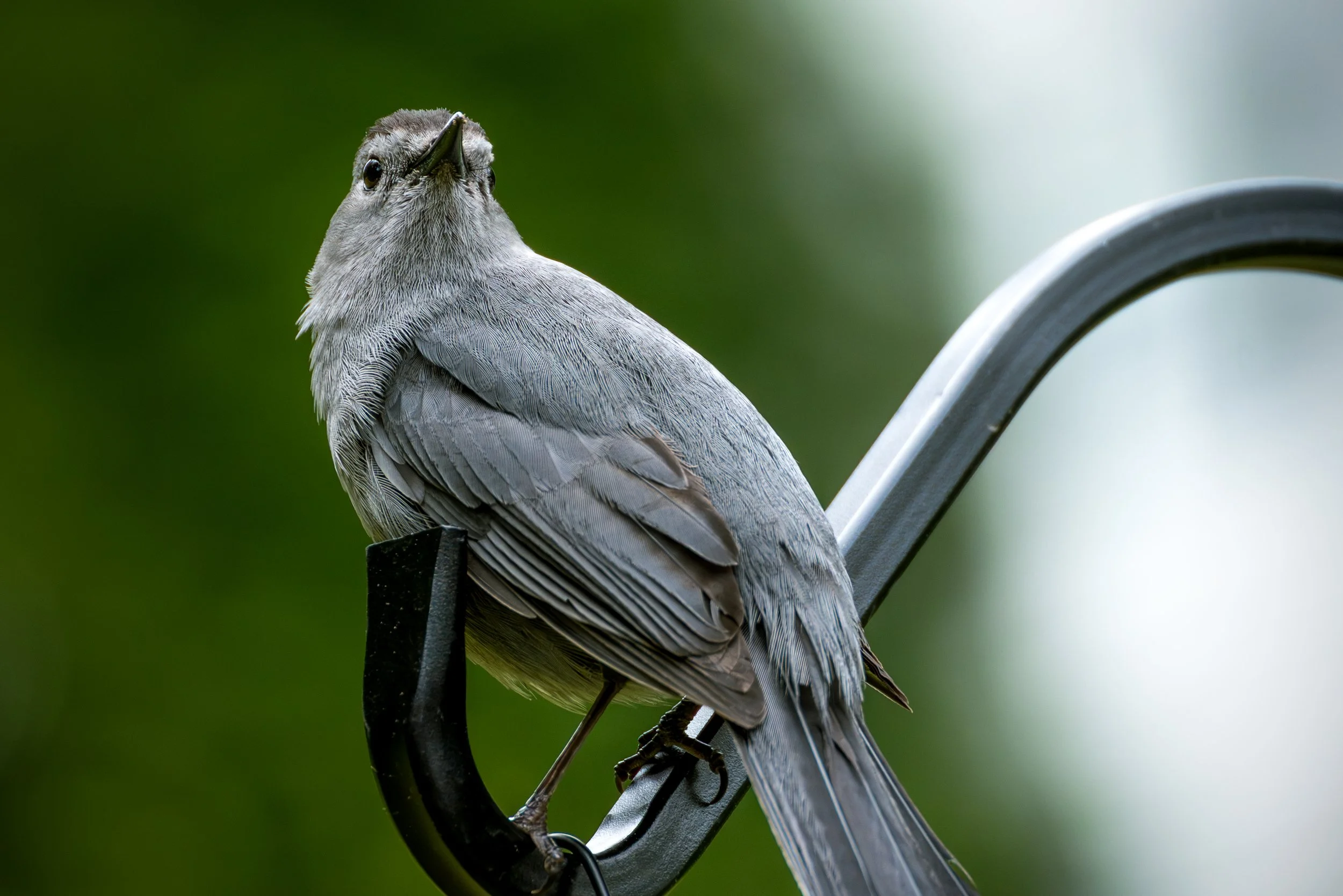 Bird.jpg