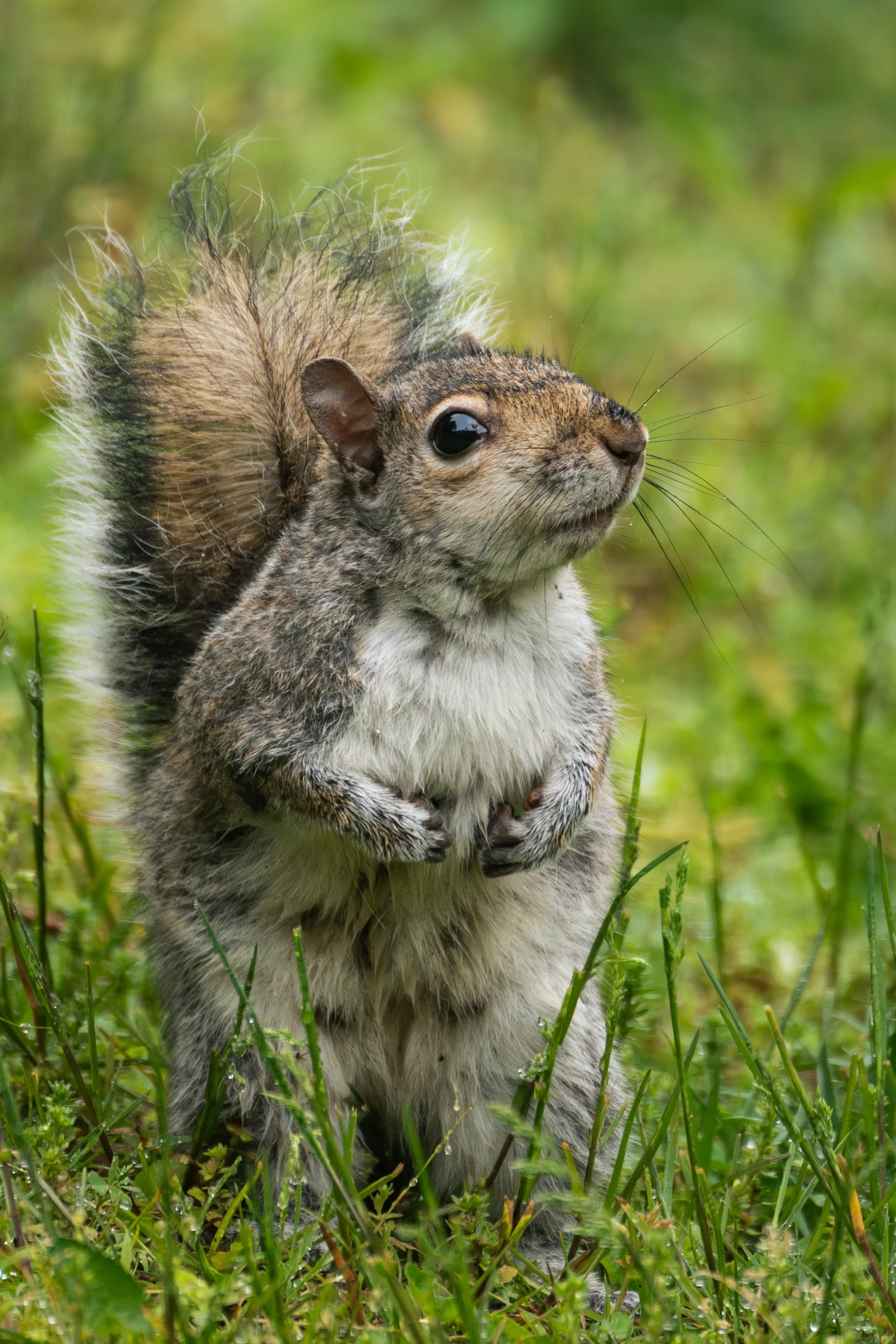 Squirrel_2.jpg