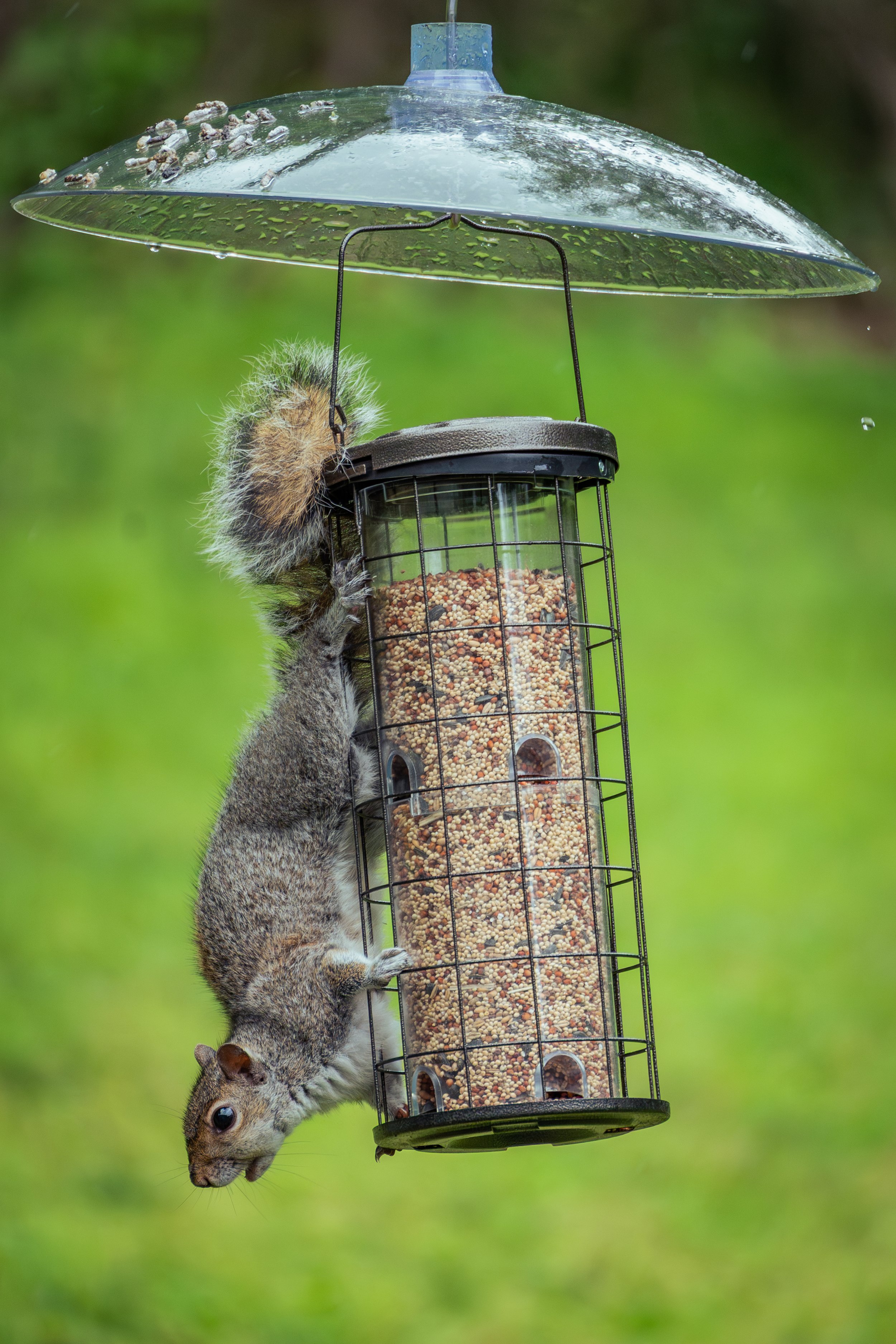 Squirrel.jpg