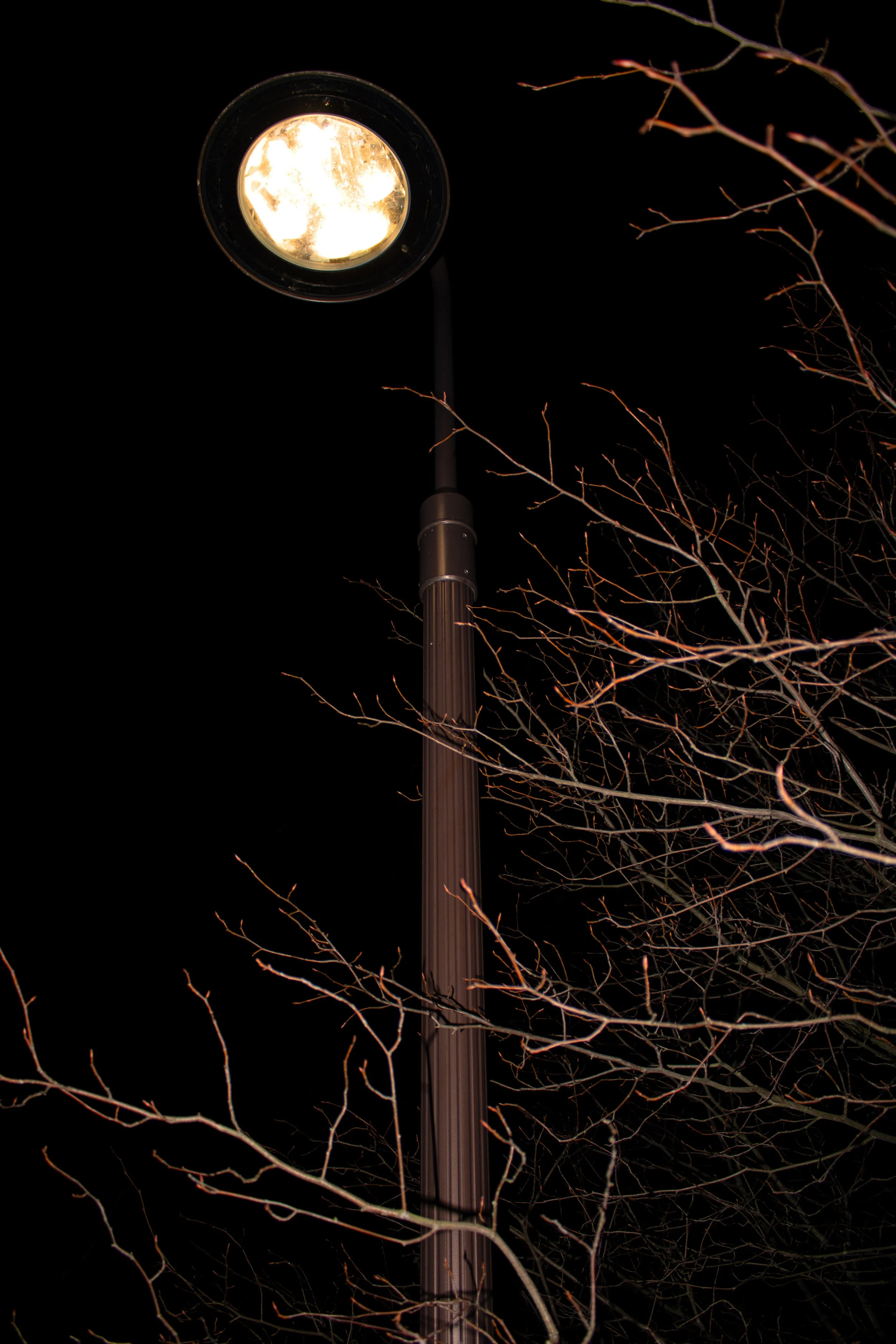 Lamp by the tree.jpg