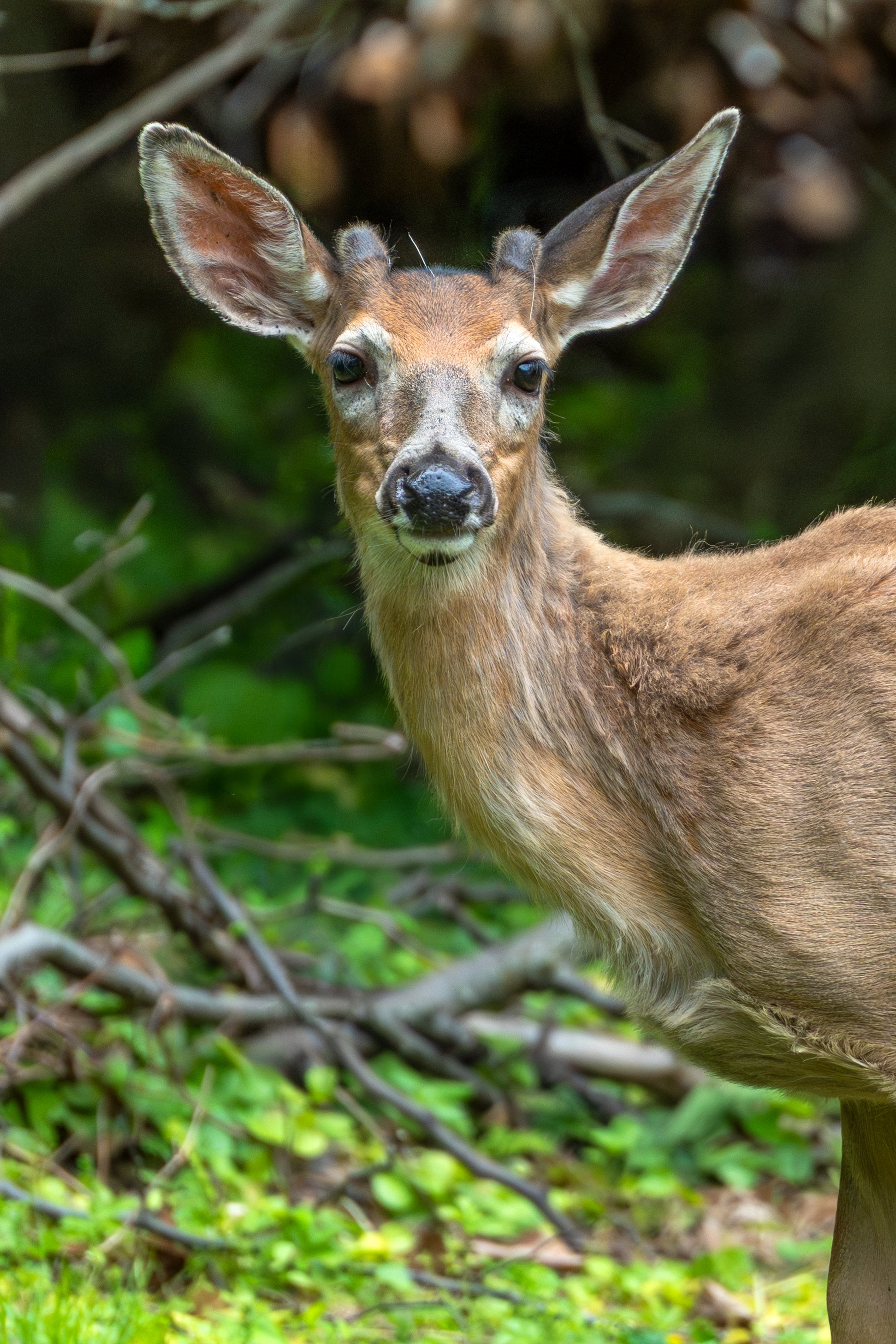 Deer.jpg