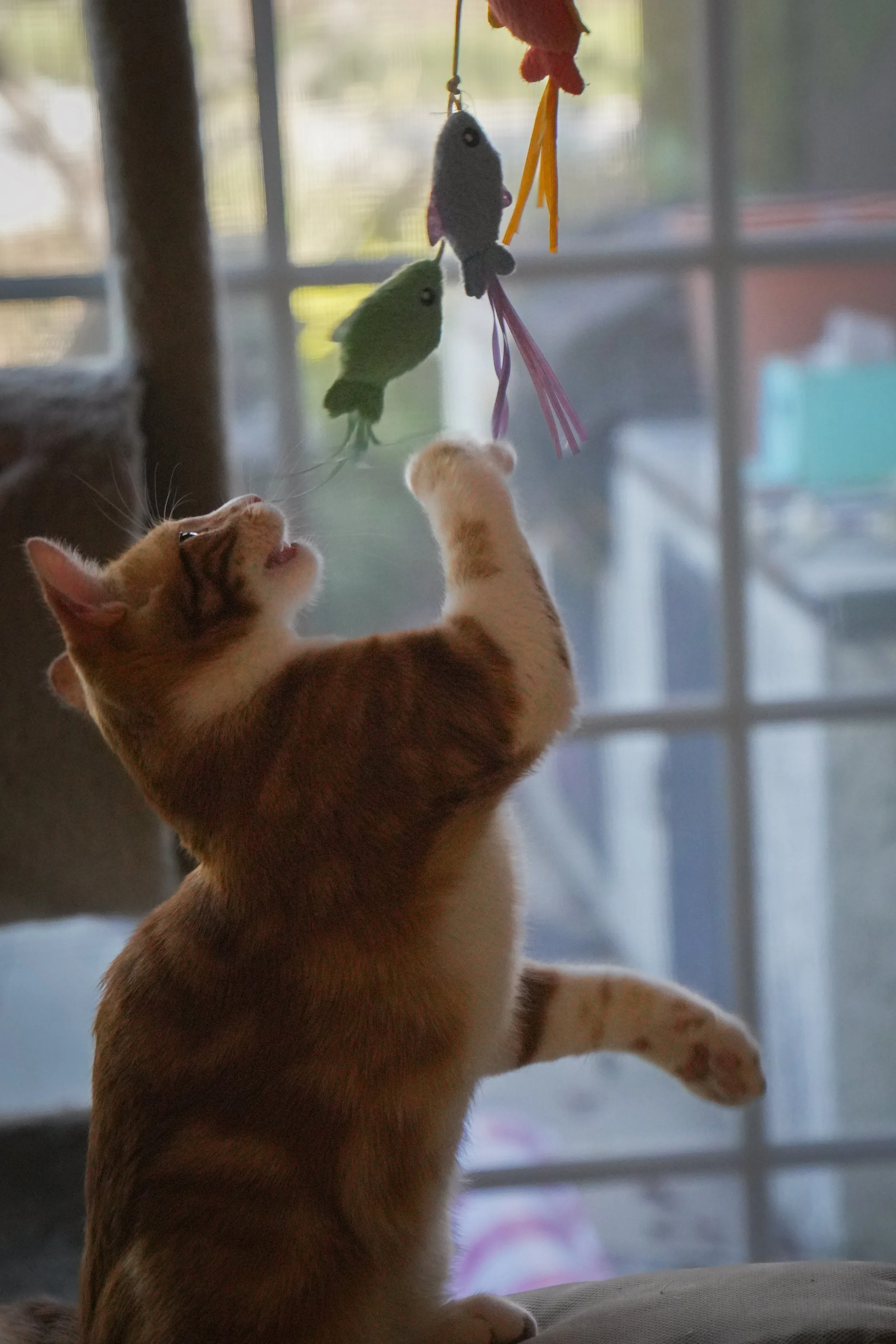 Orange tabby cat reaching toward colorful hanging toys by a window