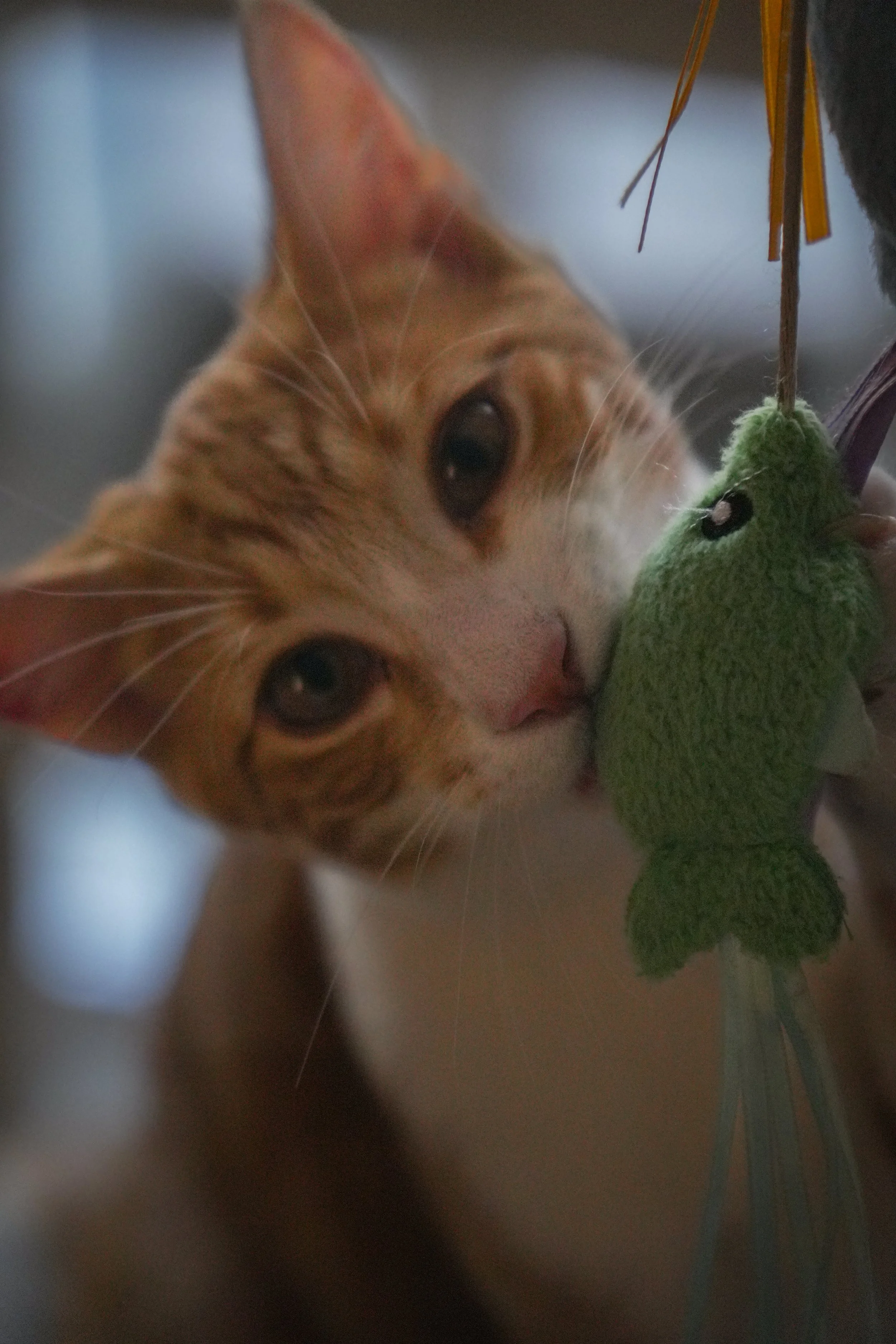 Close-up of an orange-haired plush toy beside a green fuzzy toy with a small black eye.