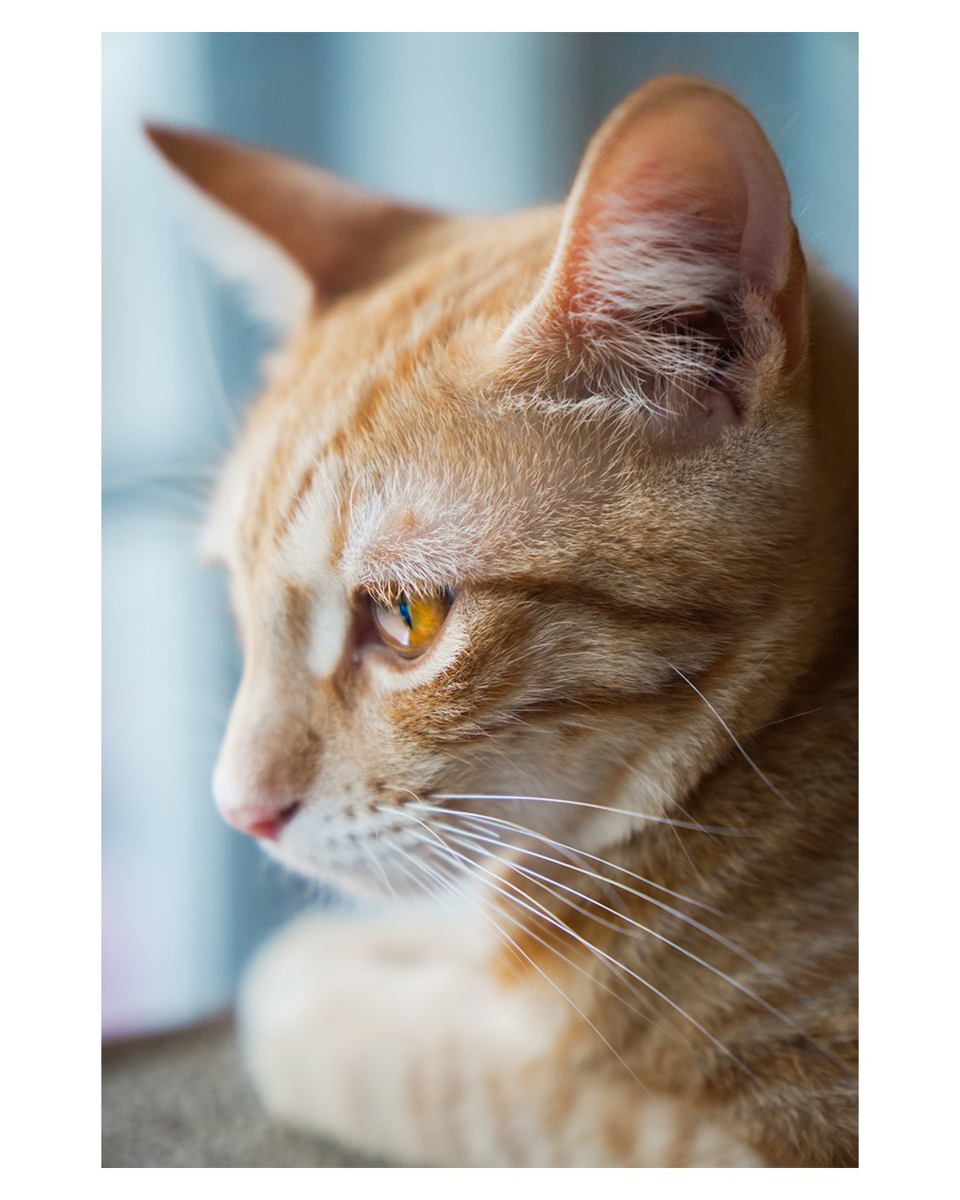 Close-up profile of a brown tabby cat with golden eyes and long white whiskers