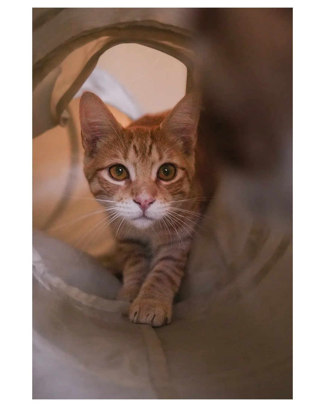 Orange tabby cat peering out from inside a fabric tunnel