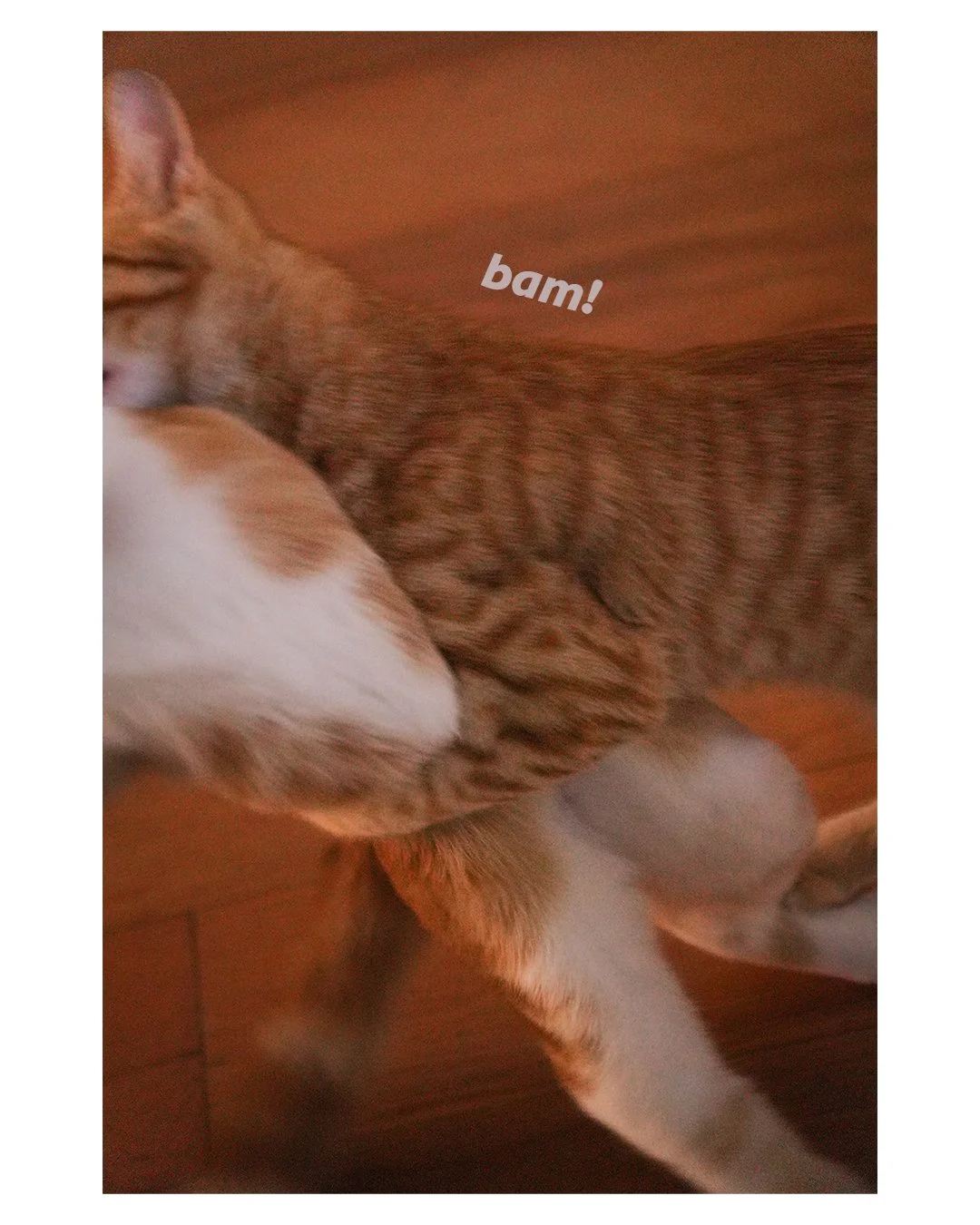 Motion-blurred orange-and-white cat jumping across a wooden floor with “bam!” text overlay