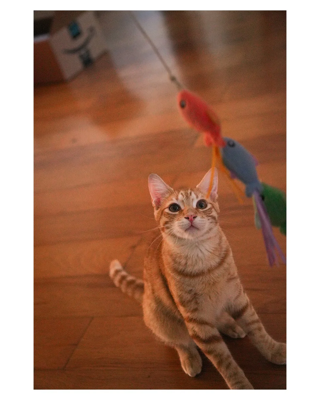 Orange tabby kitten sitting on a wooden floor and looking at a colorful feather cat toy
