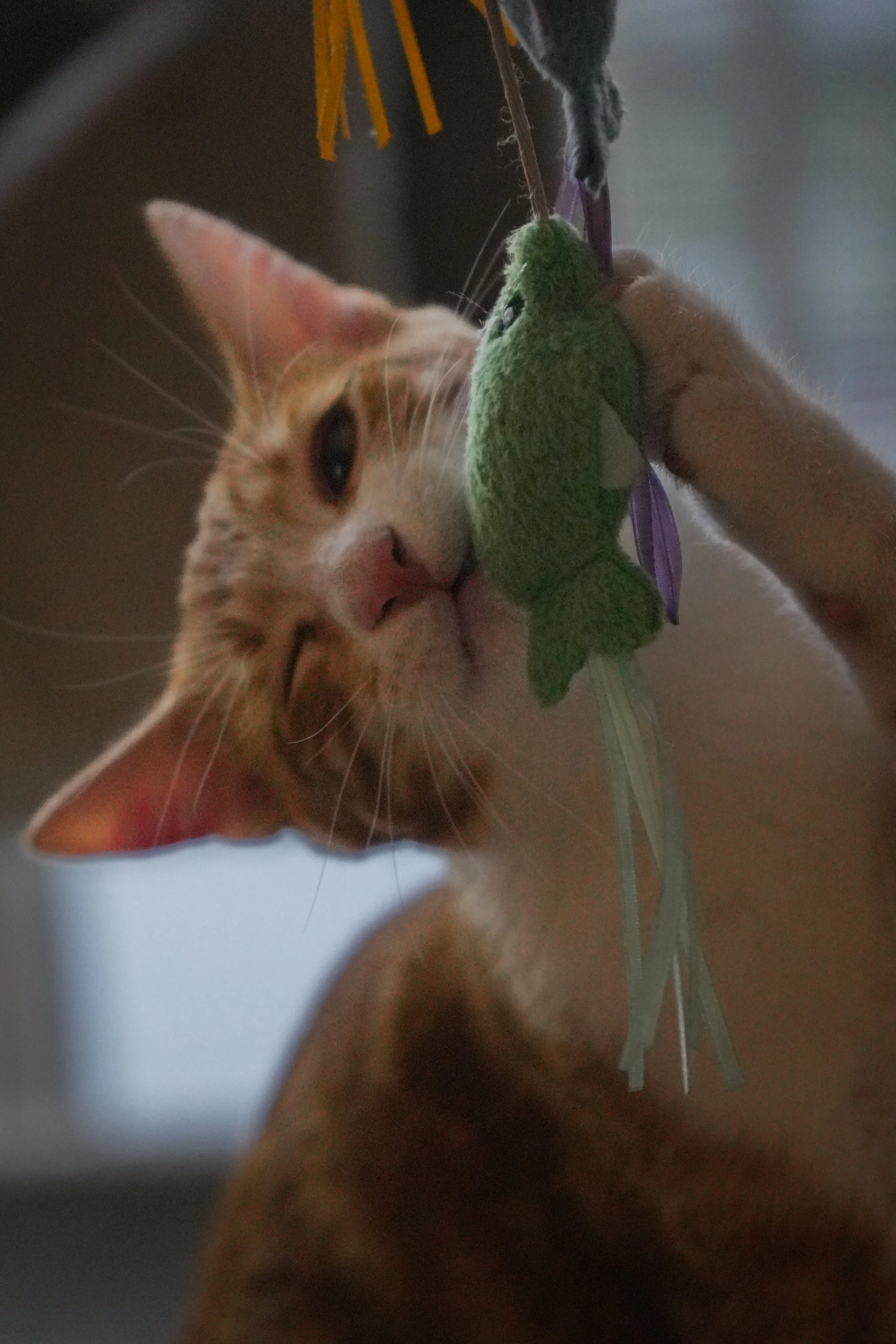 Orange-and-white cat playing with a green plush toy