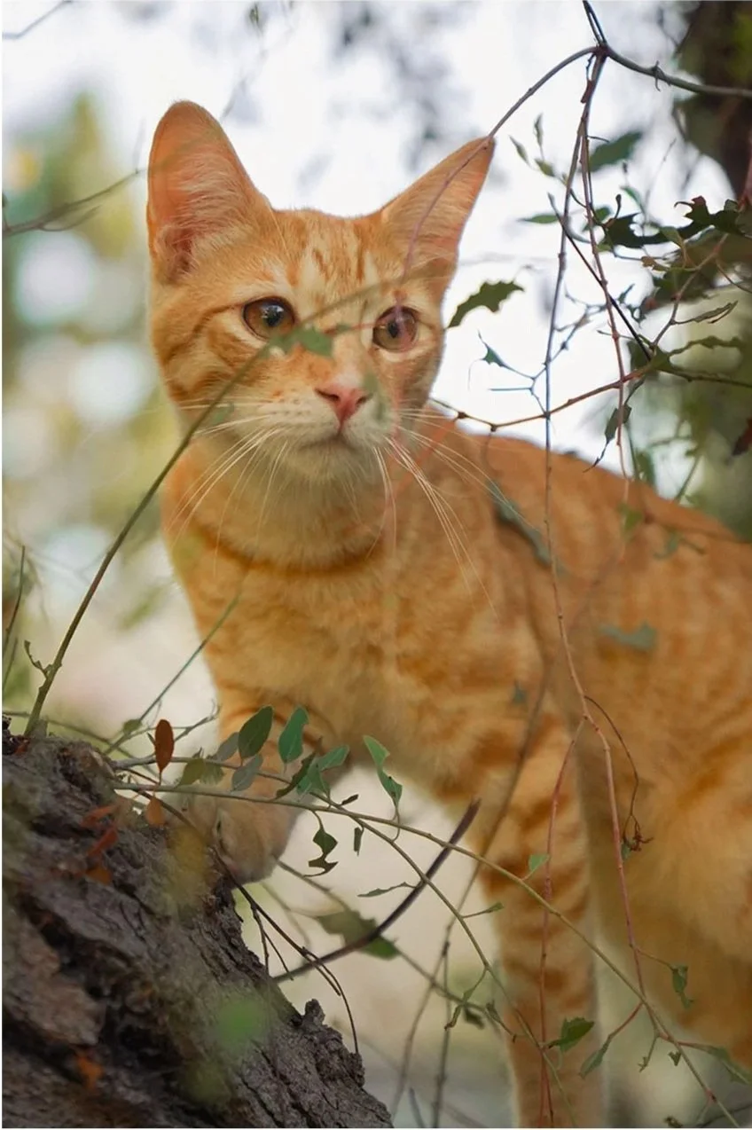 Orange tabby cat perched on a tree branch among leafy vines
