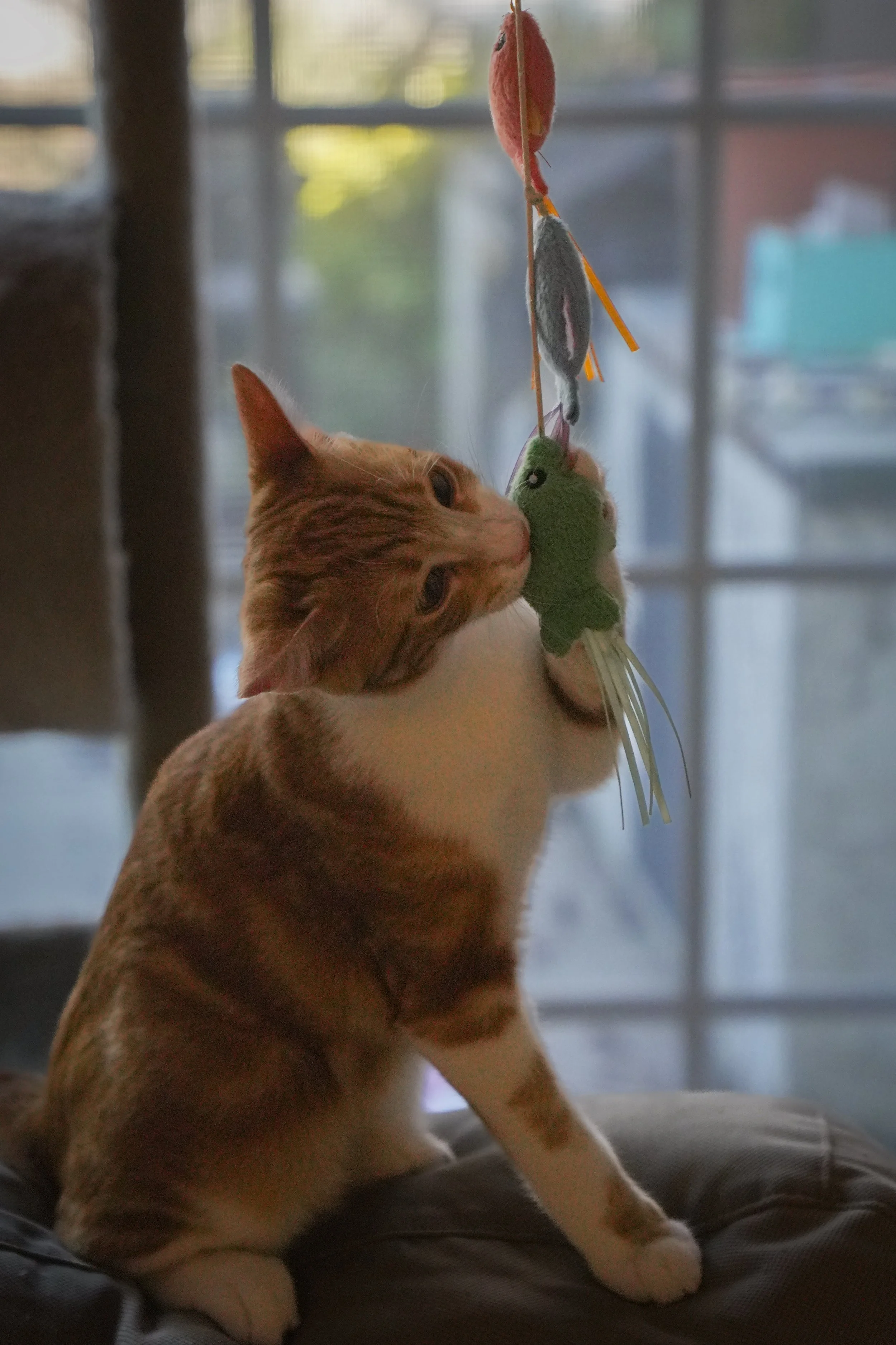 Orange tabby cat sniffing a hanging green hummingbird toy by a window