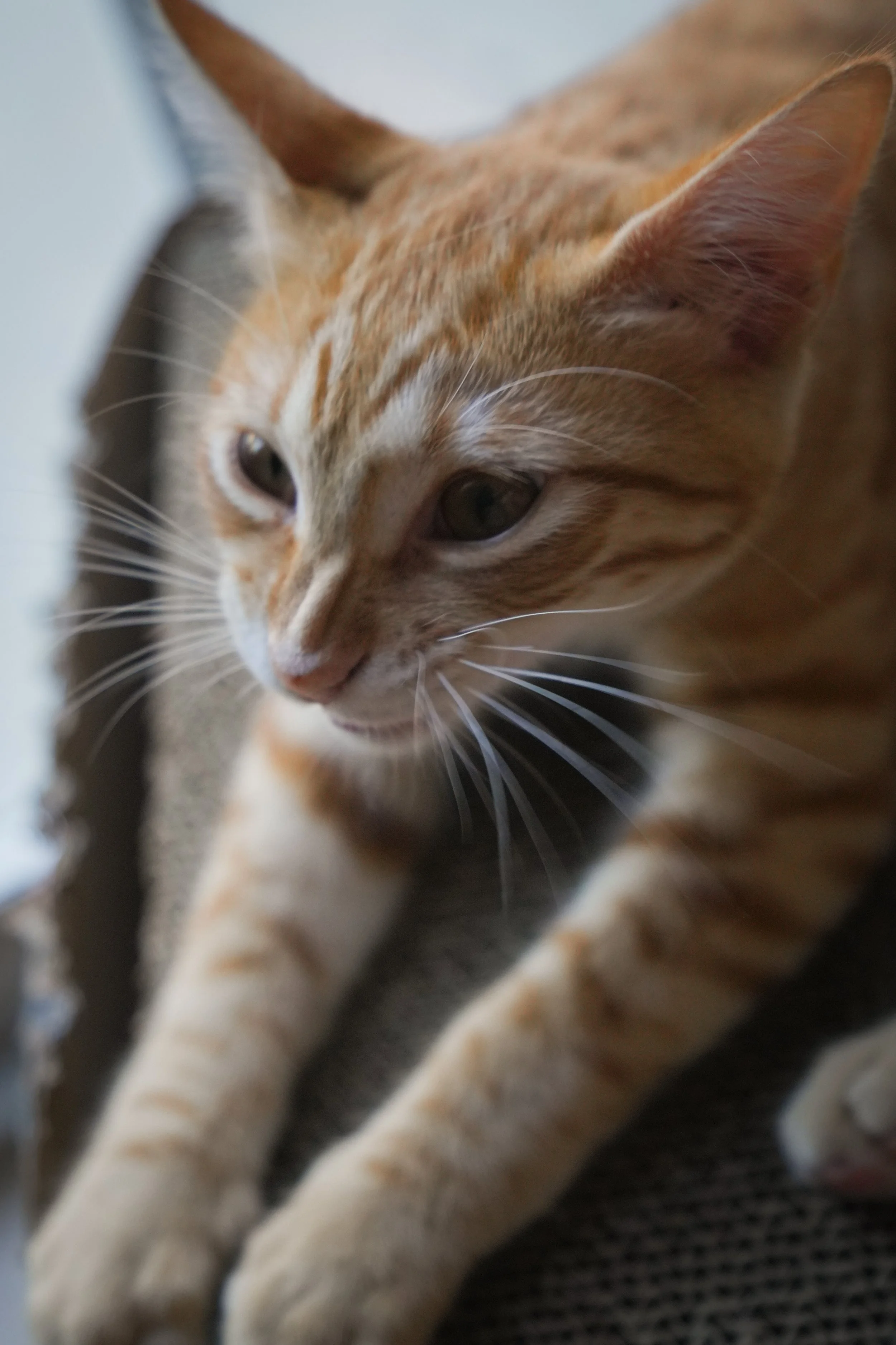 Close-up of a tabby cat with green eyes and long white whiskers