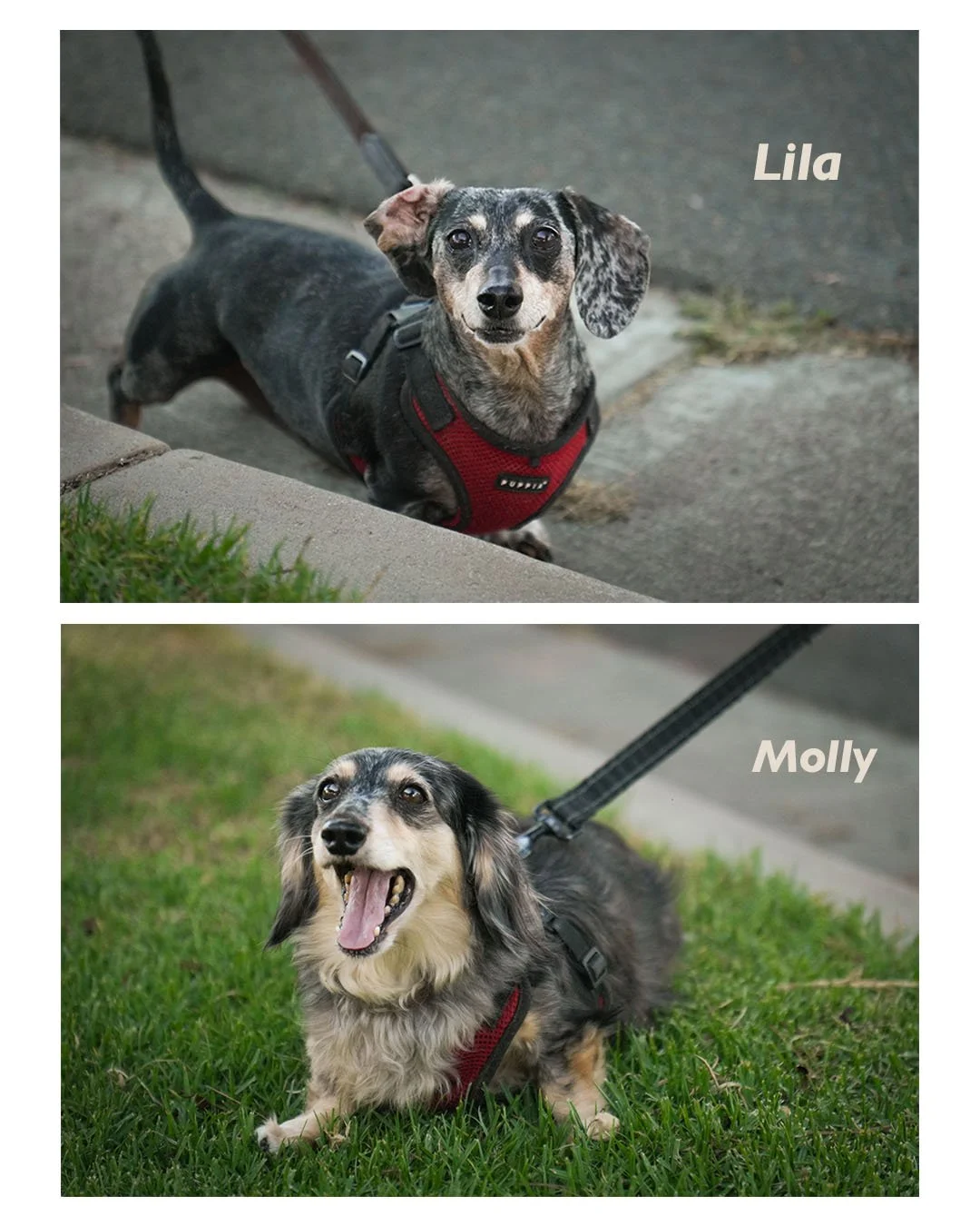 Two small dachshund dogs named Lila and Molly wearing red harnesses on leashes outdoors