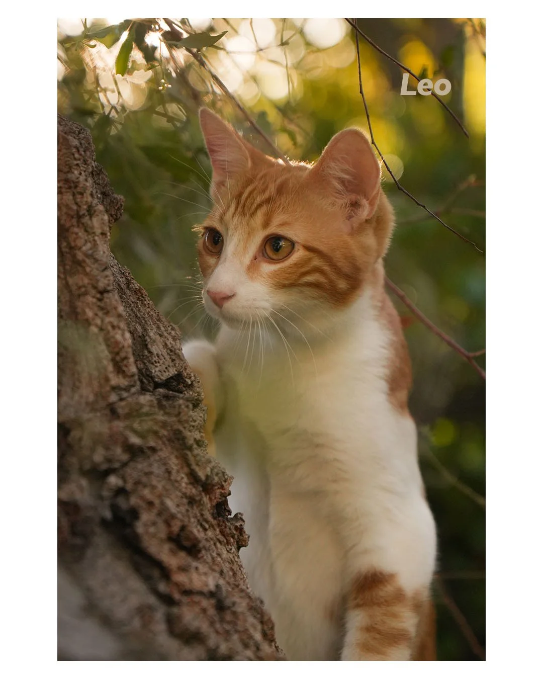 Orange-and-white tabby cat peeking around a tree trunk outdoors