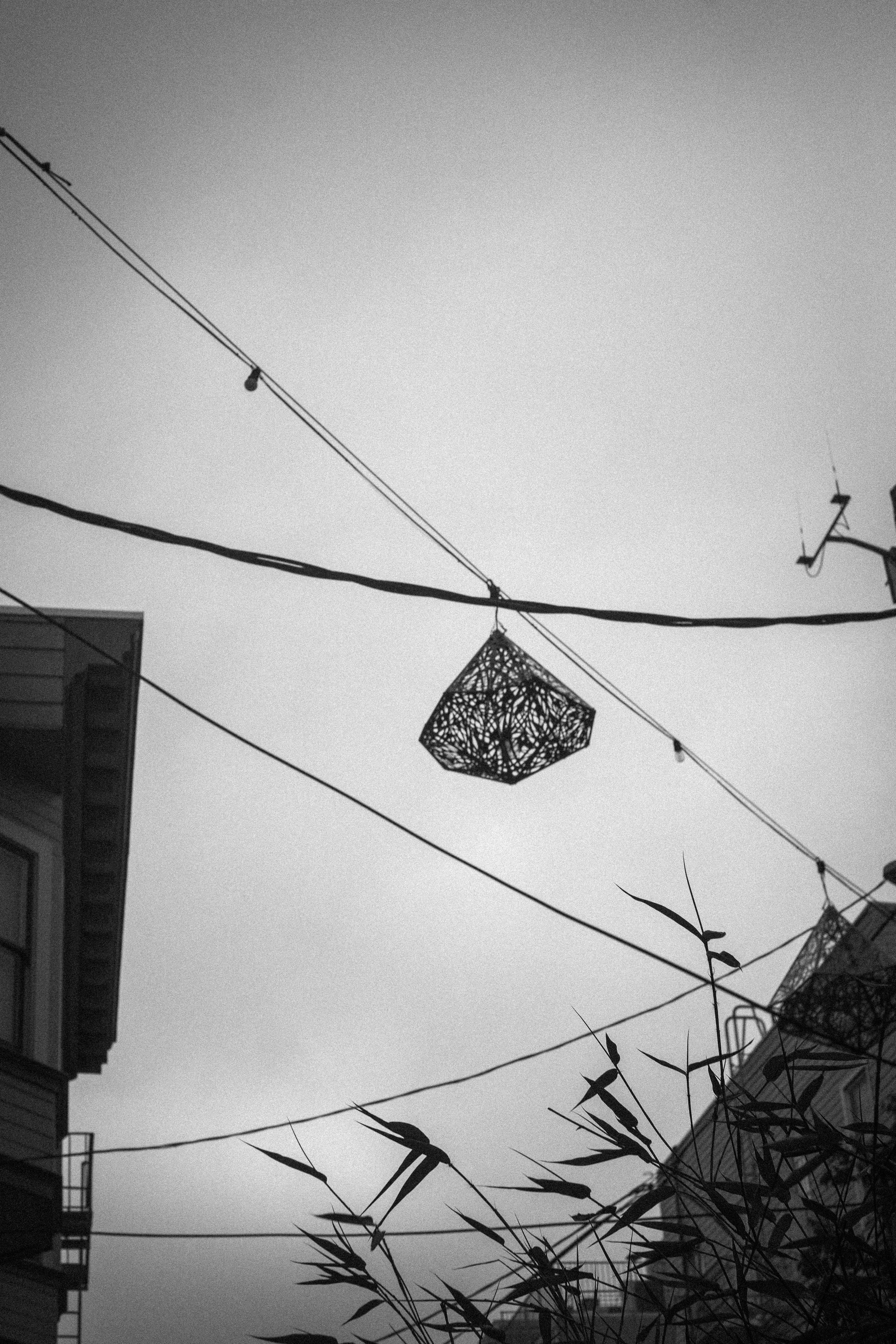 Black-and-white urban scene with overhead utility wires, hanging woven lanterns, building silhouettes, and tall plants against the sky