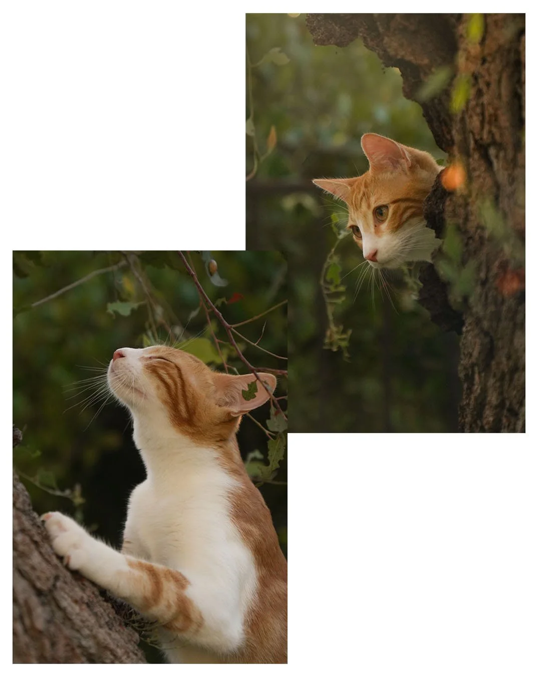 Two orange-and-white cats climbing and peeking around a tree in a forest