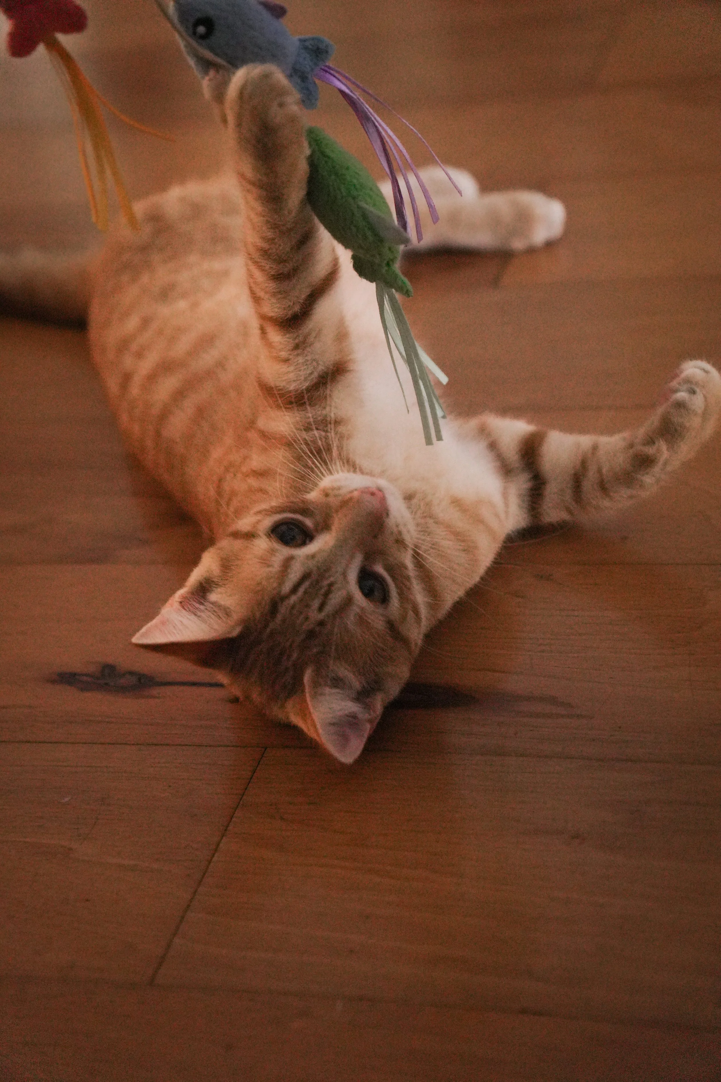 A green-and-blue hummingbird with long purple tail feathers perched on a taxidermy cat’s head