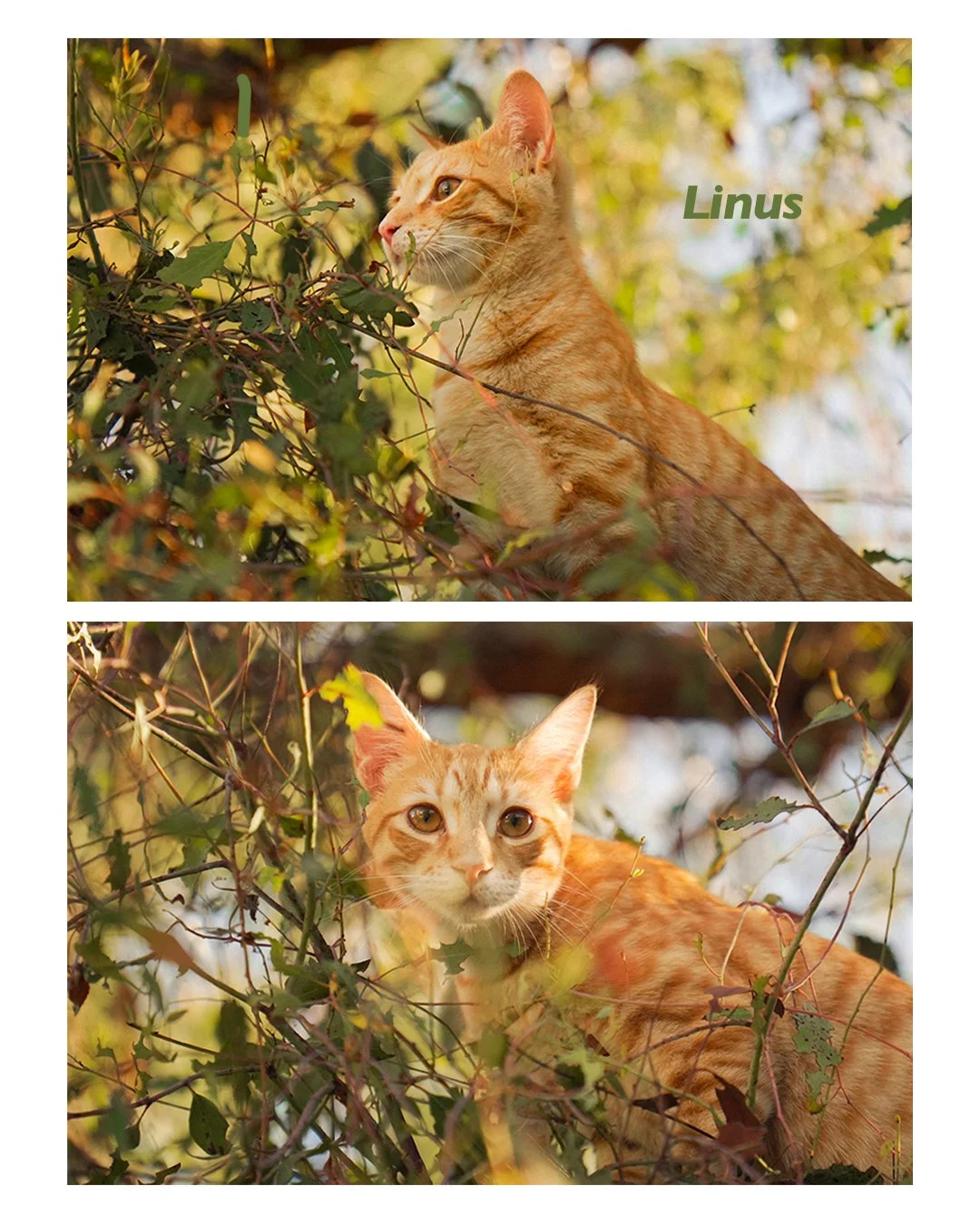 Orange tabby cat named Linus sitting among leafy branches outdoors