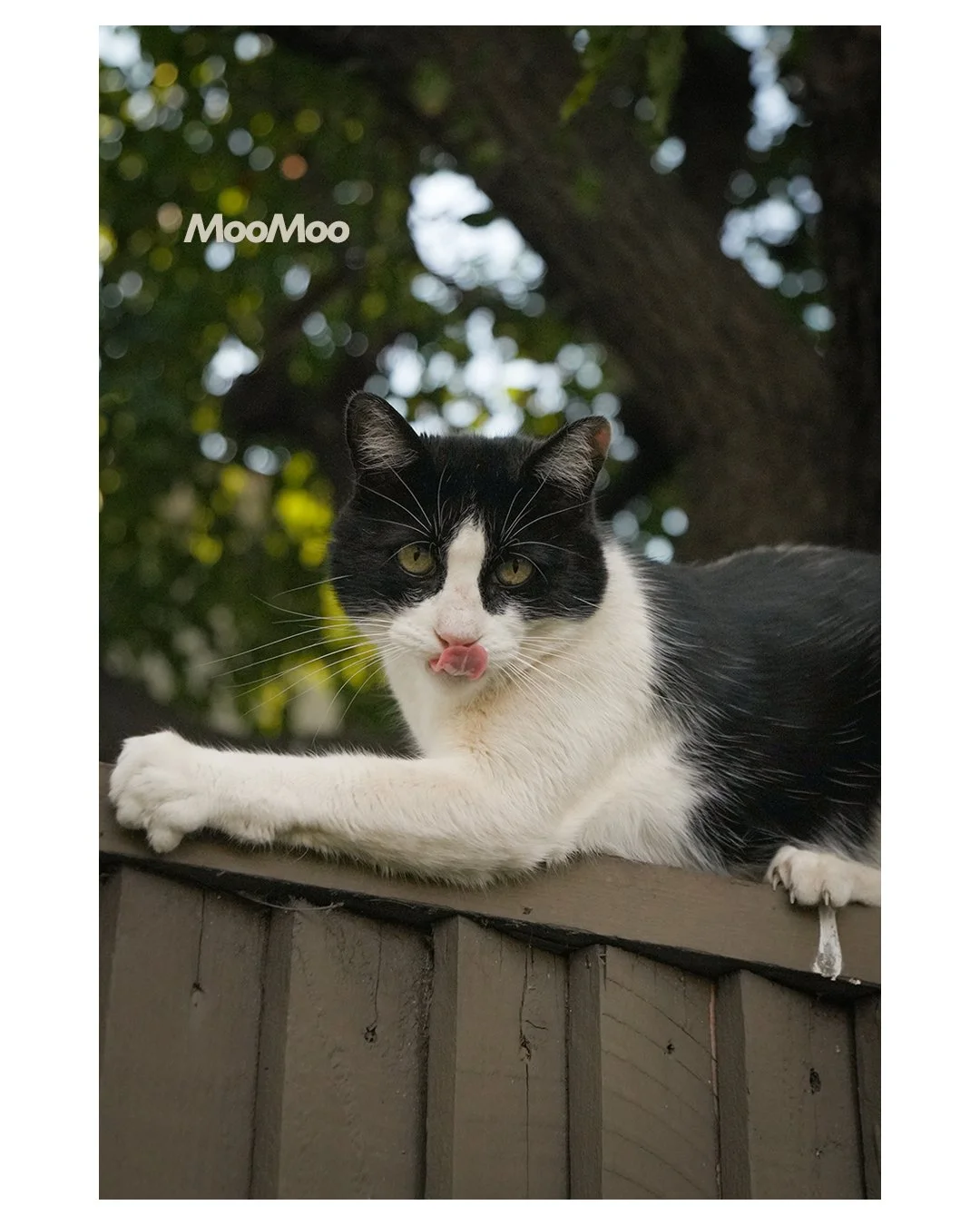 Black-and-white cat licking its nose while lying on a wooden fence outdoors