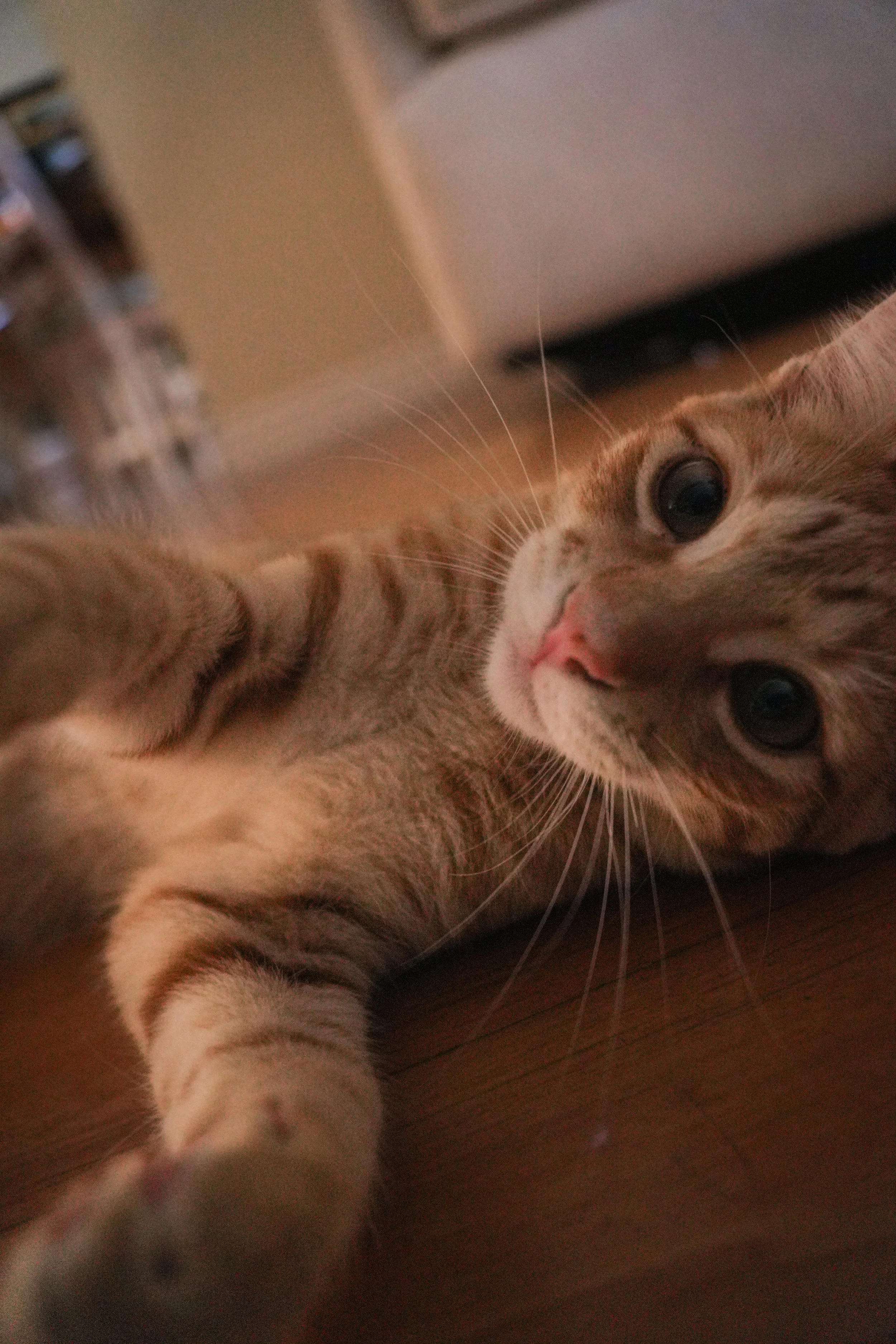 Extreme close-up of a fluffy orange tabby cat’s face, showing its eyes, nose, whiskers, and fur.