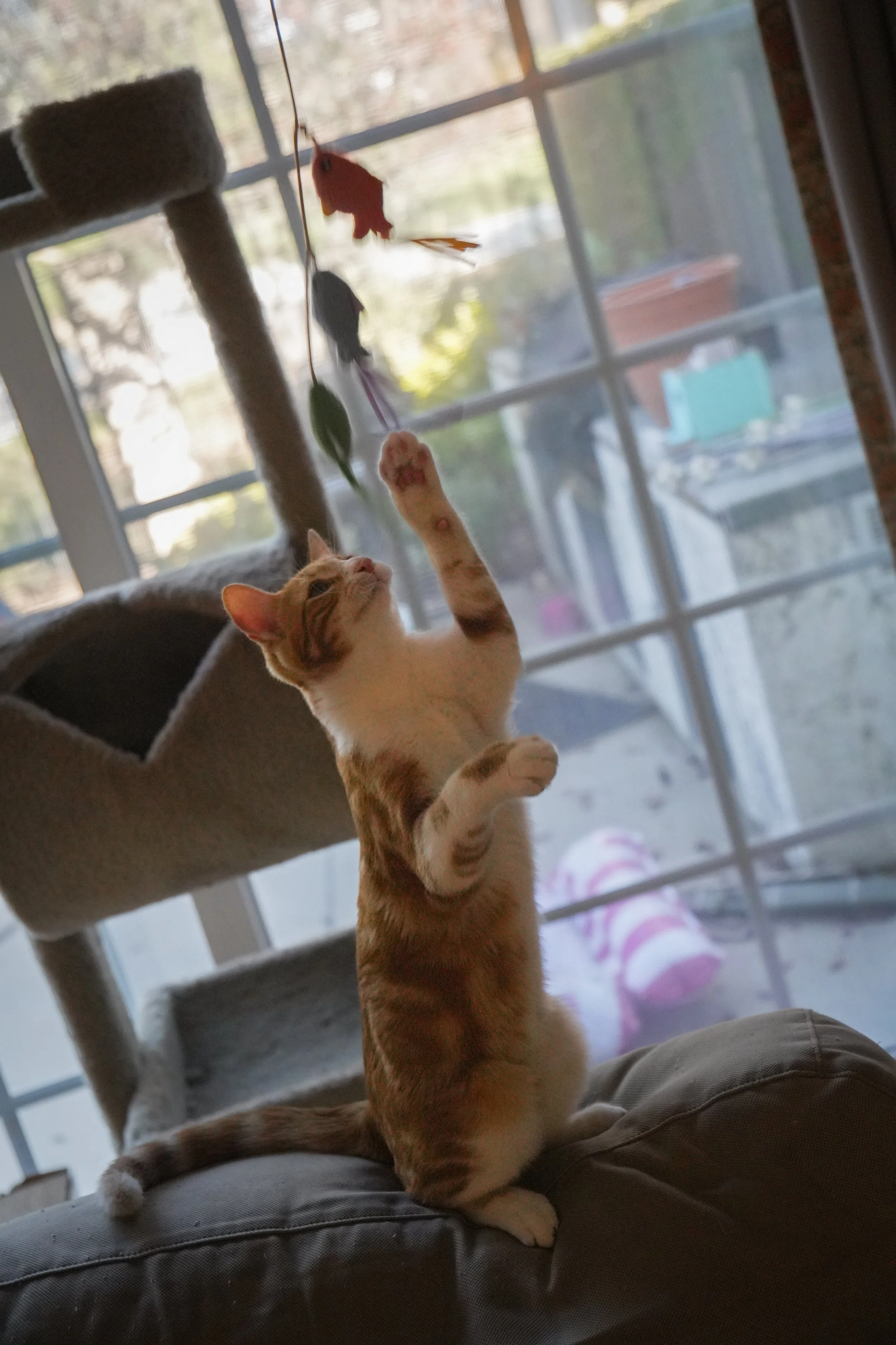 Orange tabby cat reaching toward a hanging red toy by a sunlit window