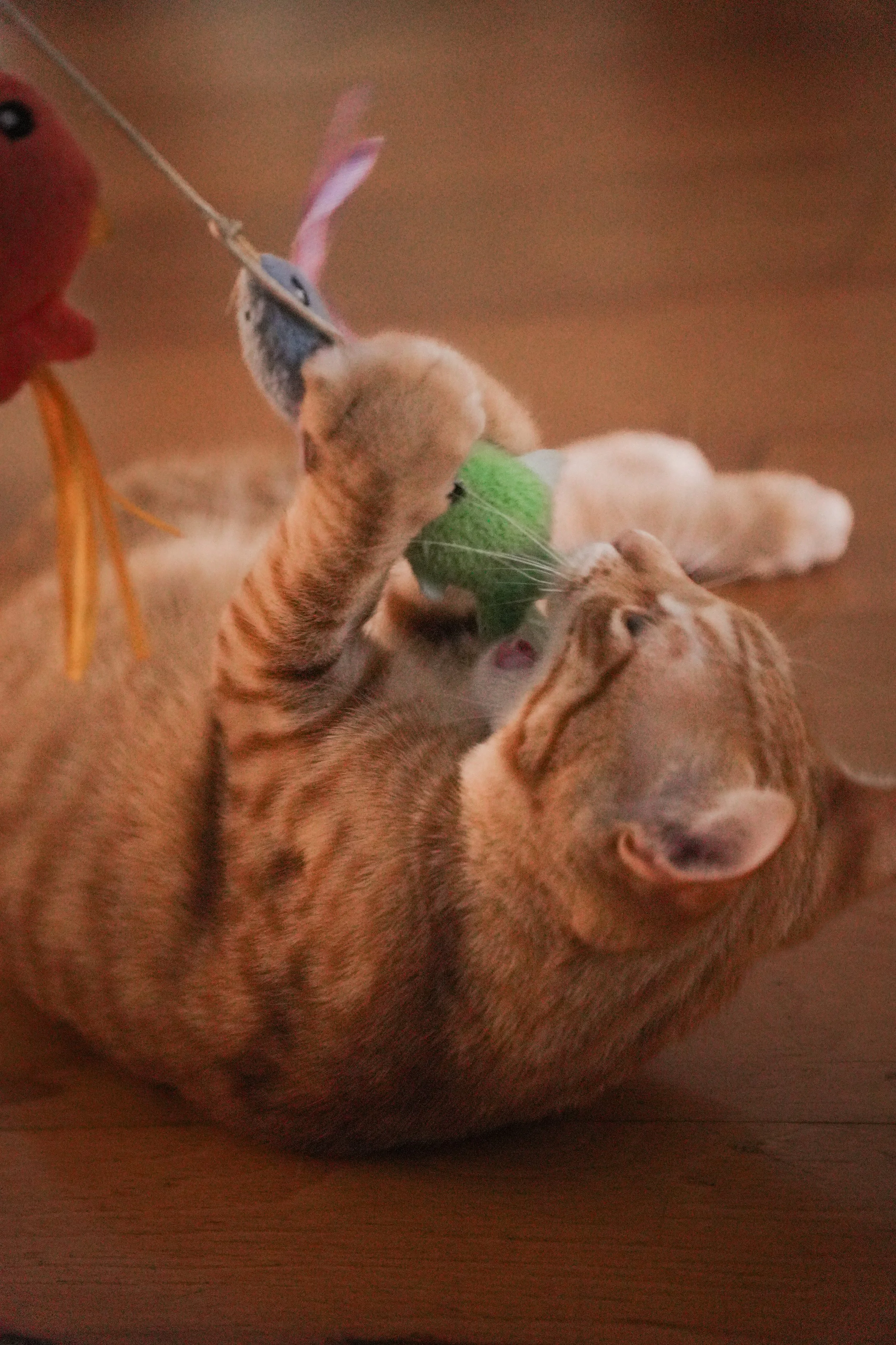 Close-up of a tabby cat playing with a green feather toy