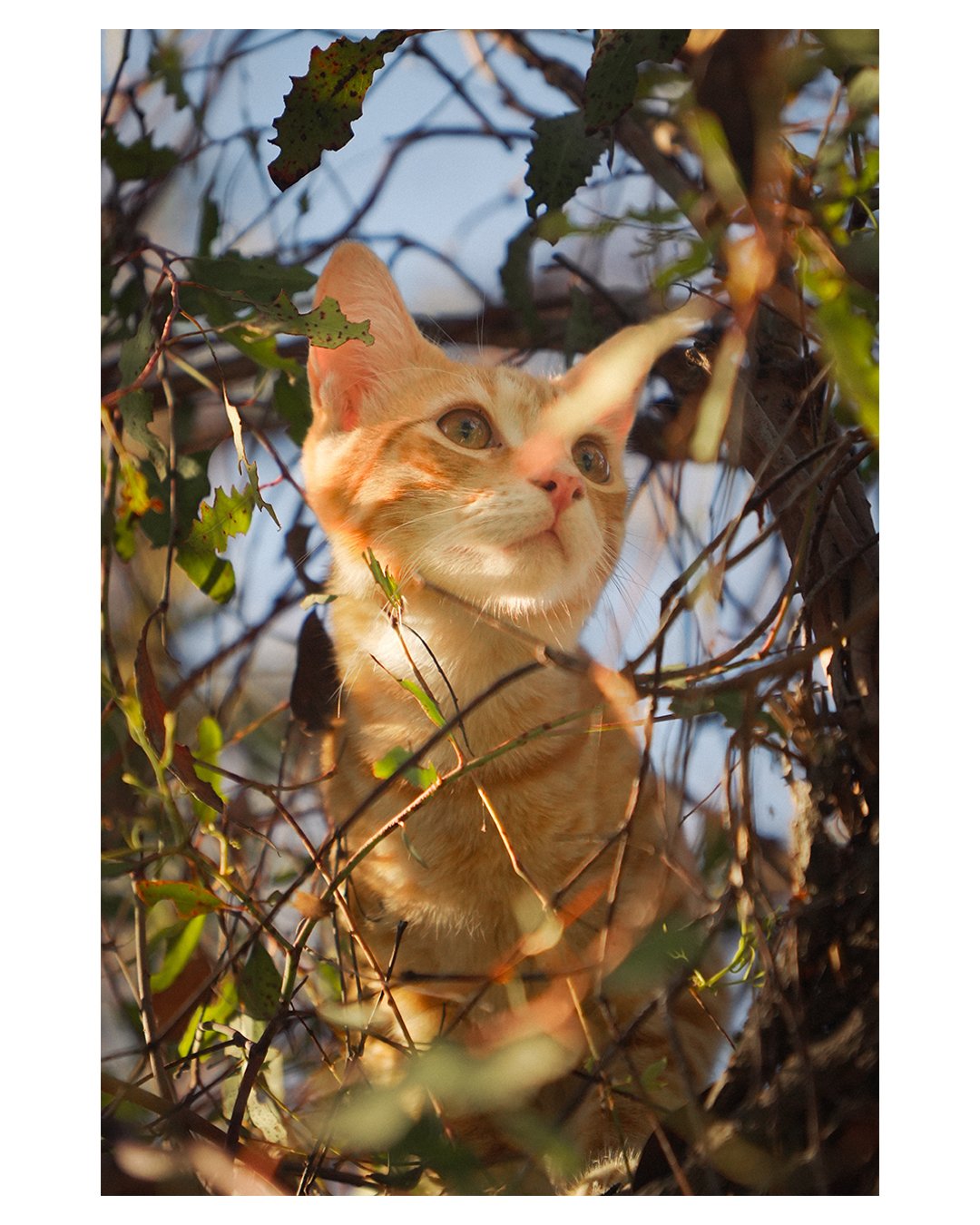 Orange tabby cat sitting among leafy branches in warm sunlight