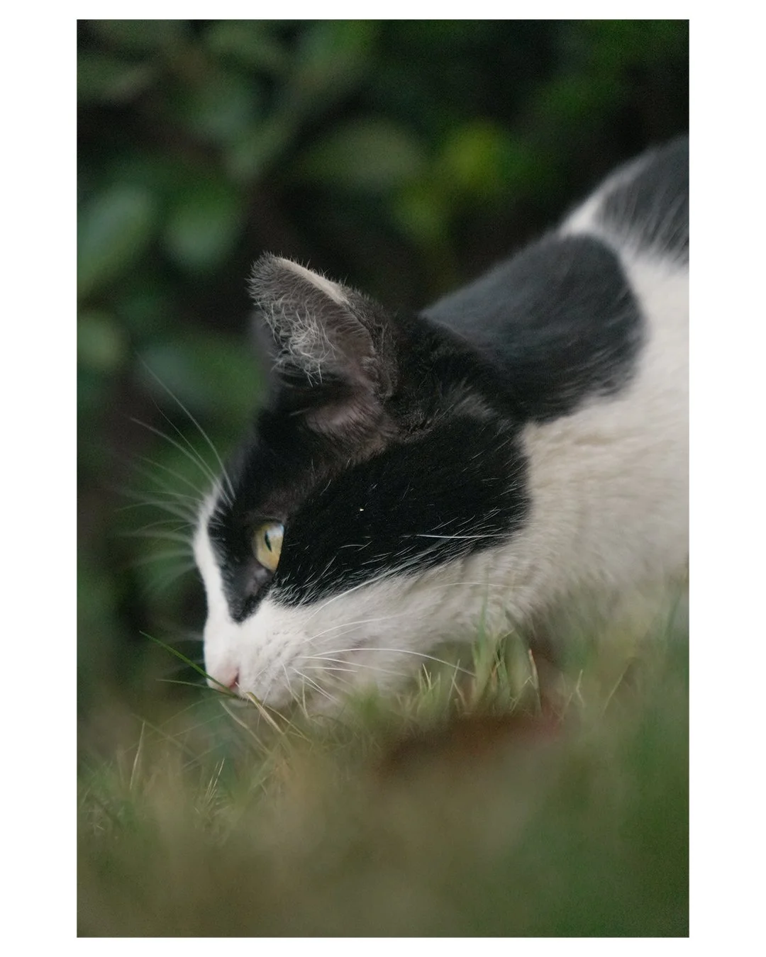 Black-and-white cat resting in tall grass outdoors