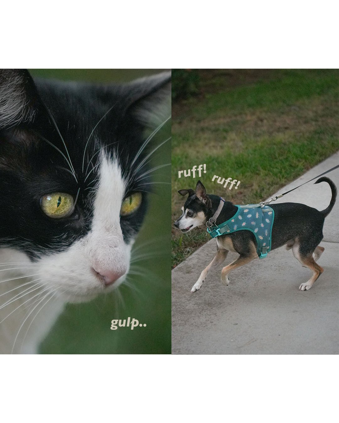 Black-and-white cat staring beside a small dog in a teal harness barking on a leash