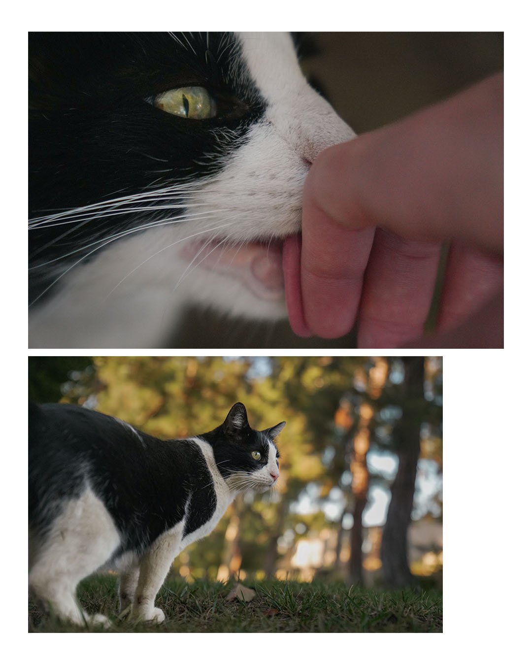 Black-and-white cat being petted in a close-up photo above, and standing outdoors on grass below