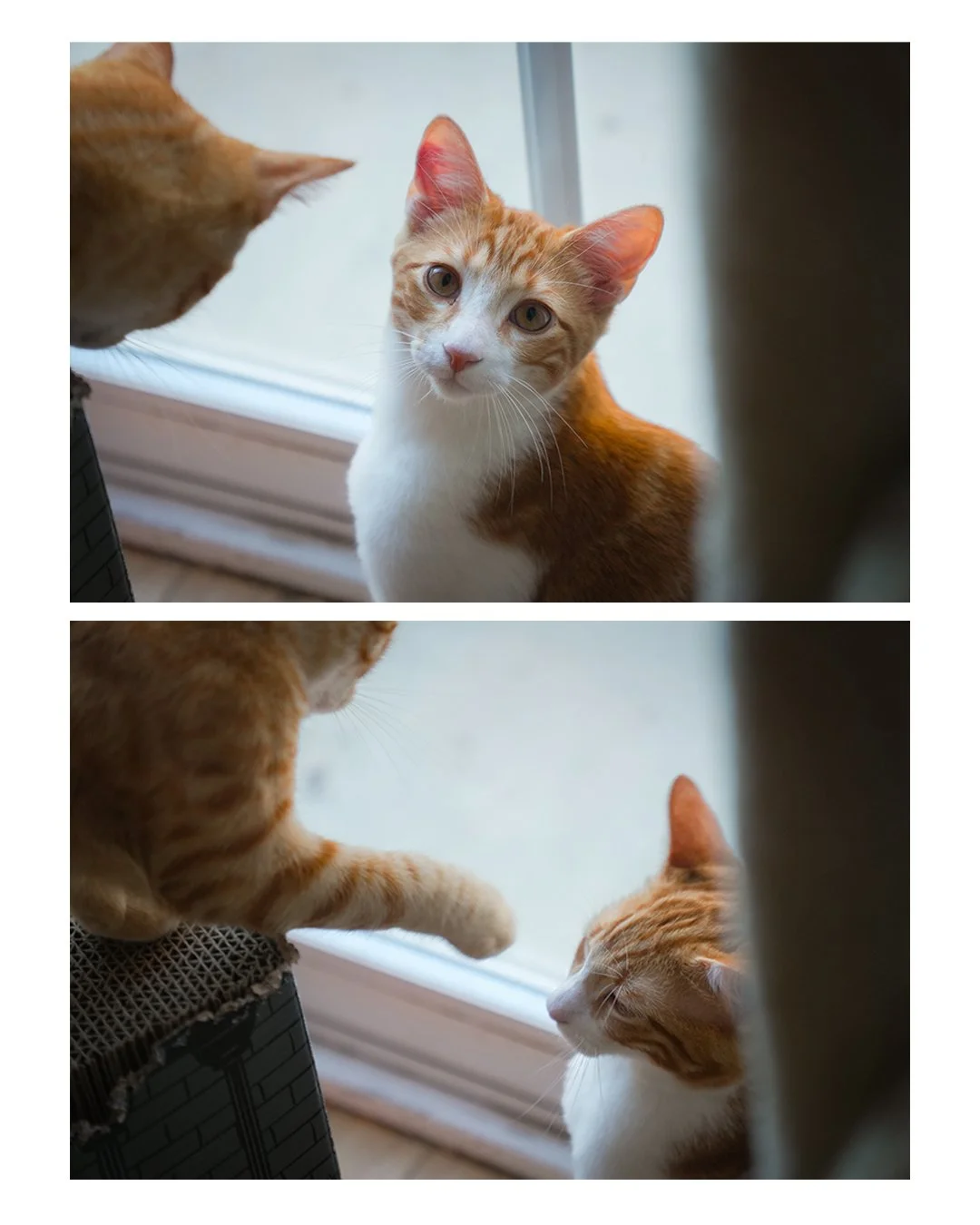 Two orange-and-white cats interacting by a window, with one cat reaching a paw toward the other.