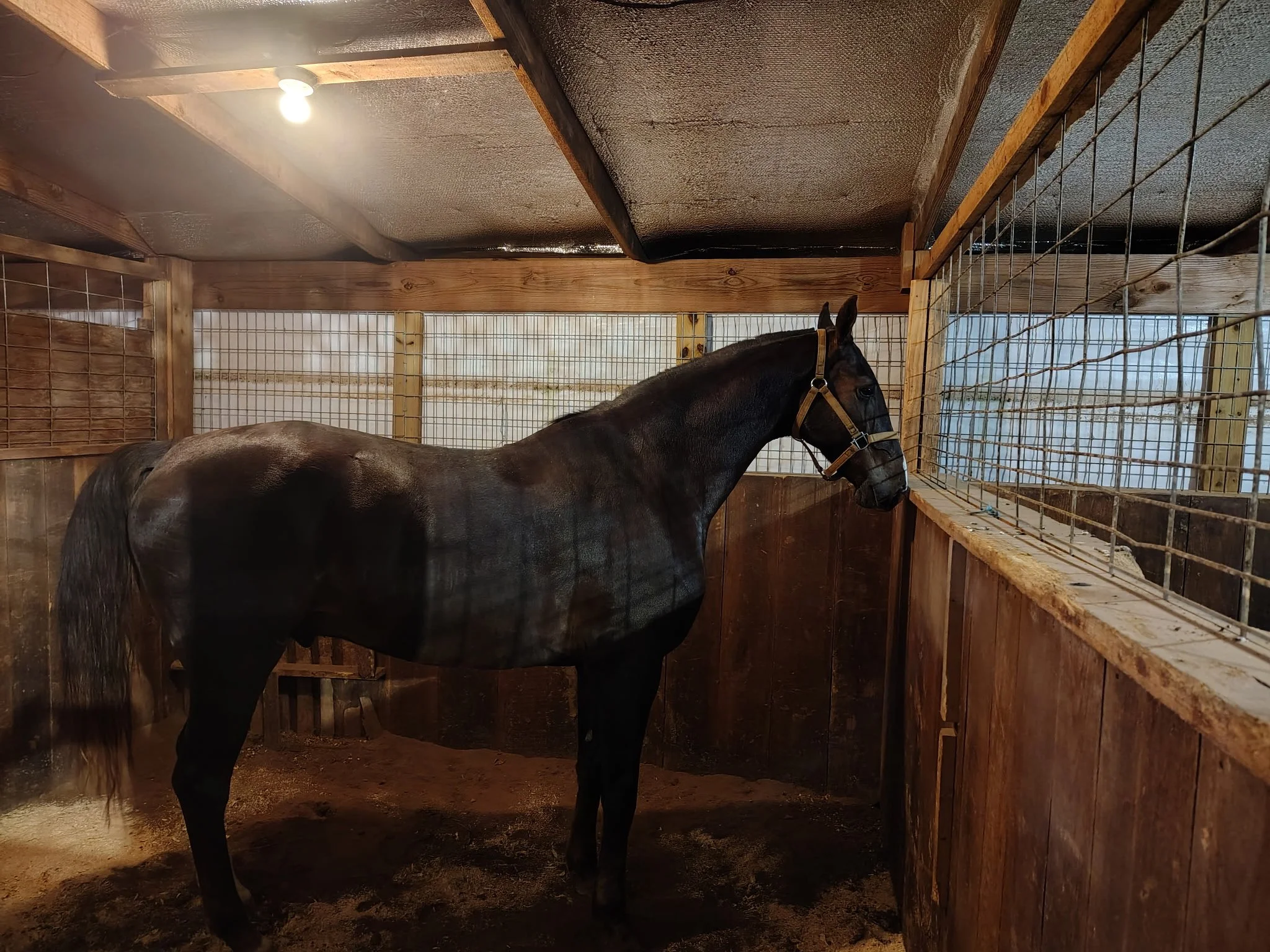 Meet and Greet Experience with Harley on Location