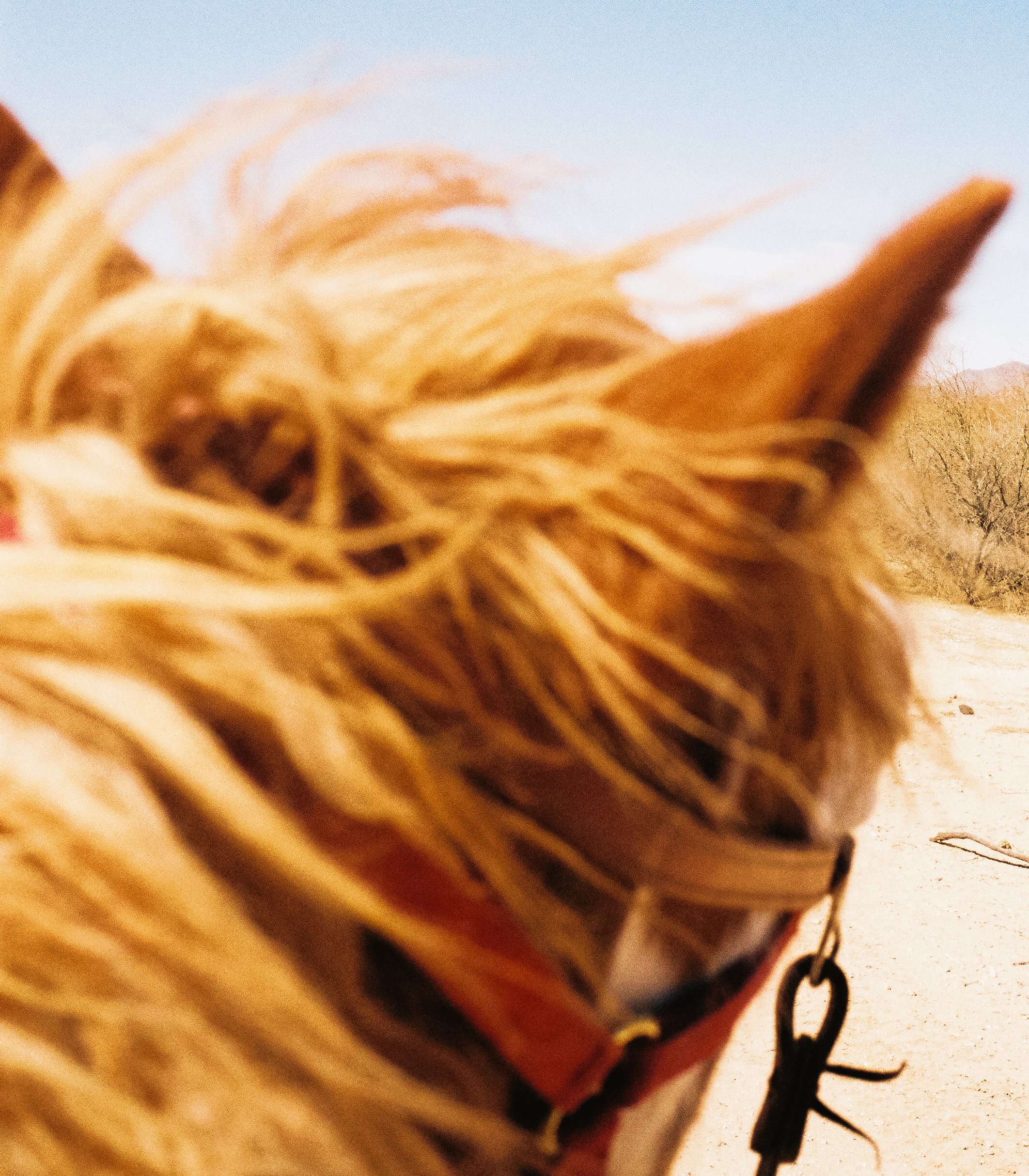 Close-up of a dog with long, tan fur, wearing a collar, outdoors in a desert landscape with sparse trees and a clear sky.