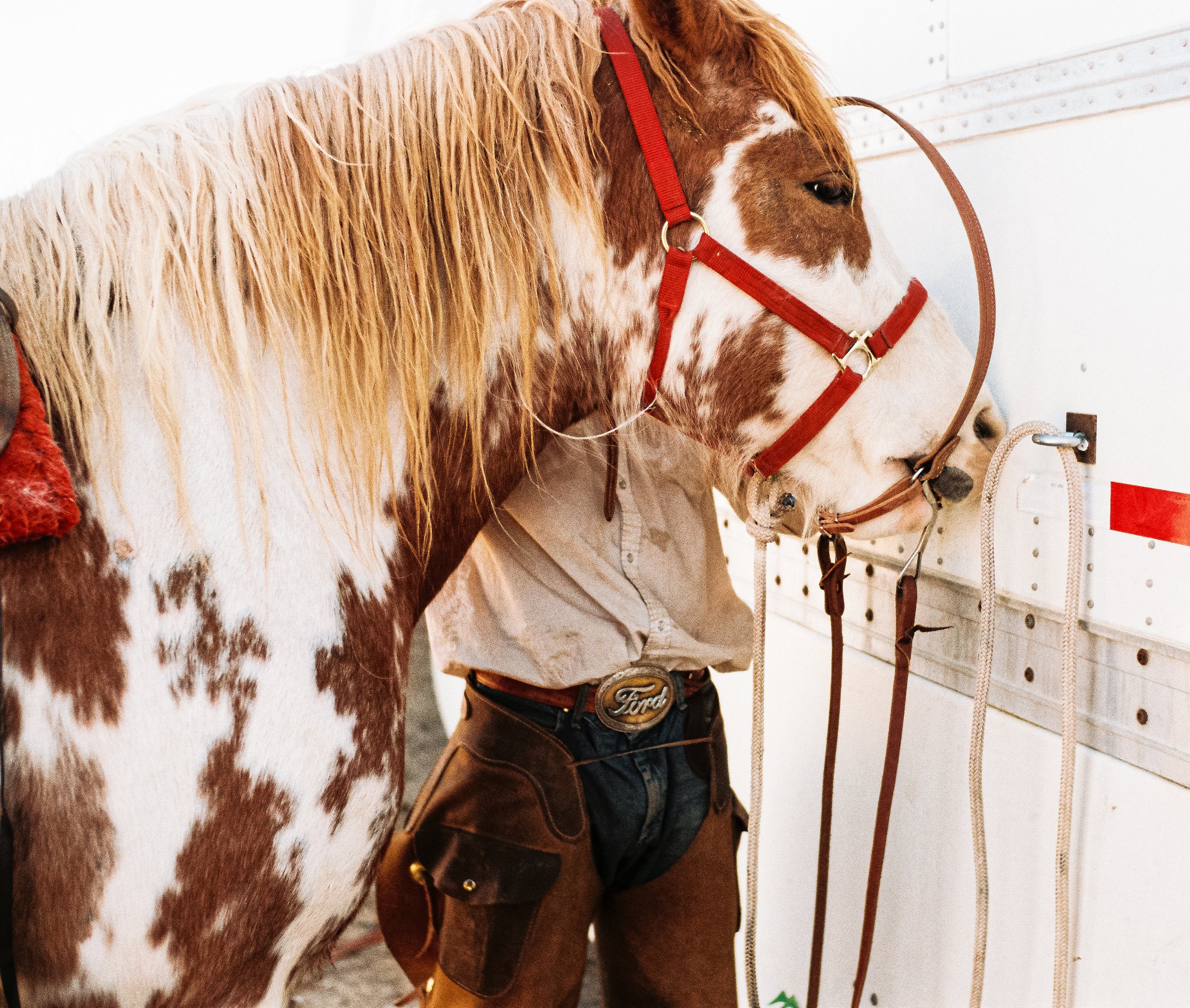 A person holding a white and brown spotted horse inside a trailer, with the horse wearing a red halter.